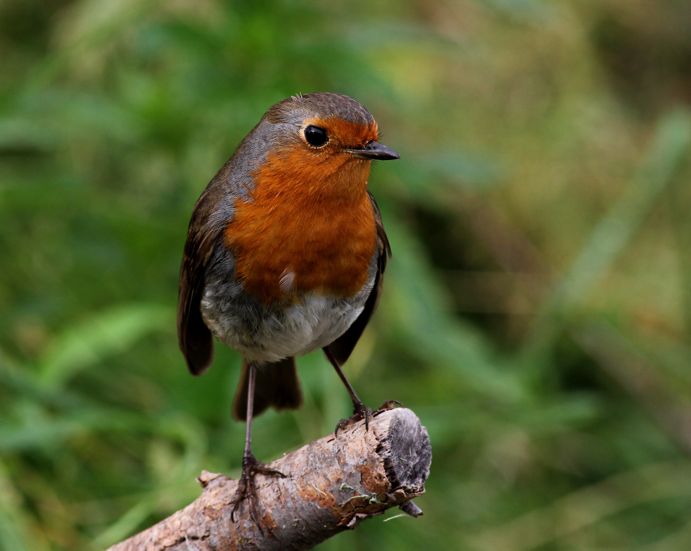 Portrait of Robin.