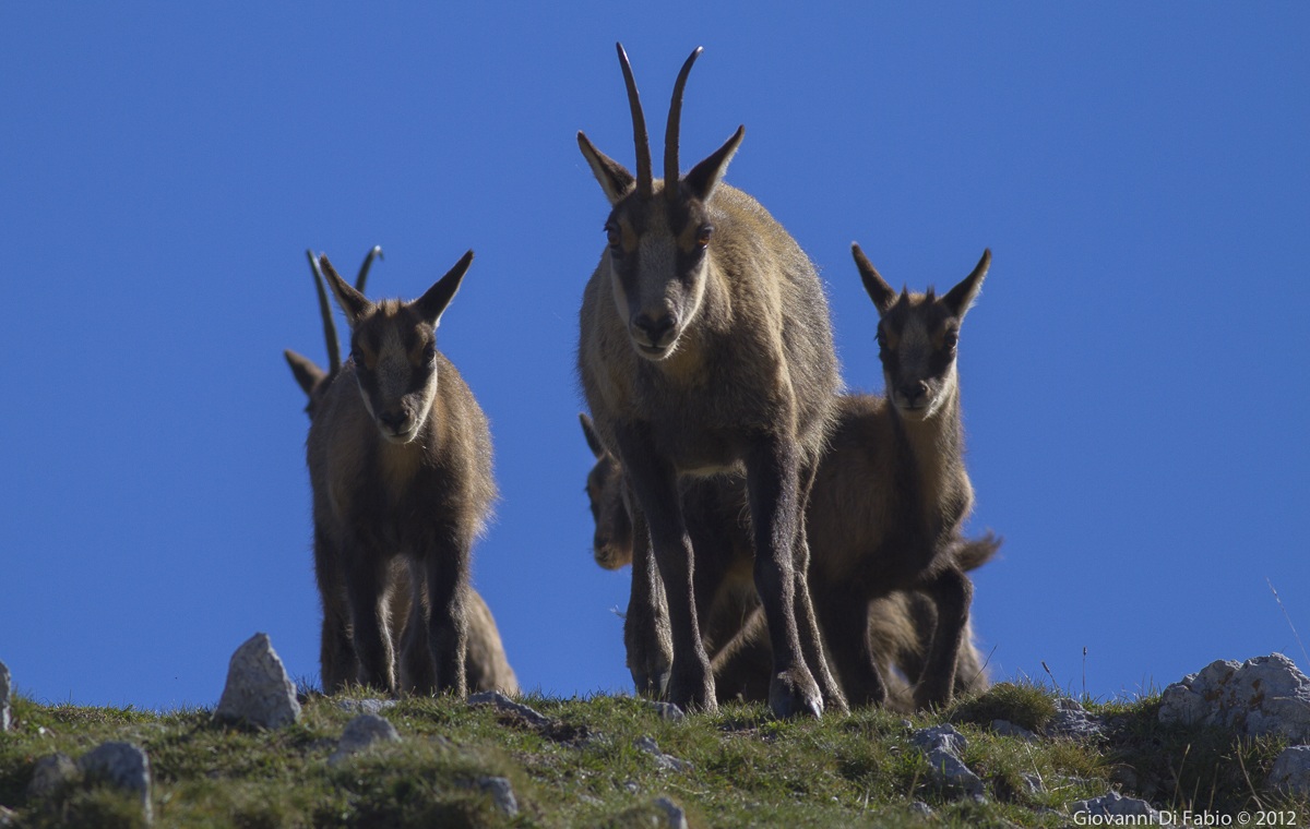The office of the chamois