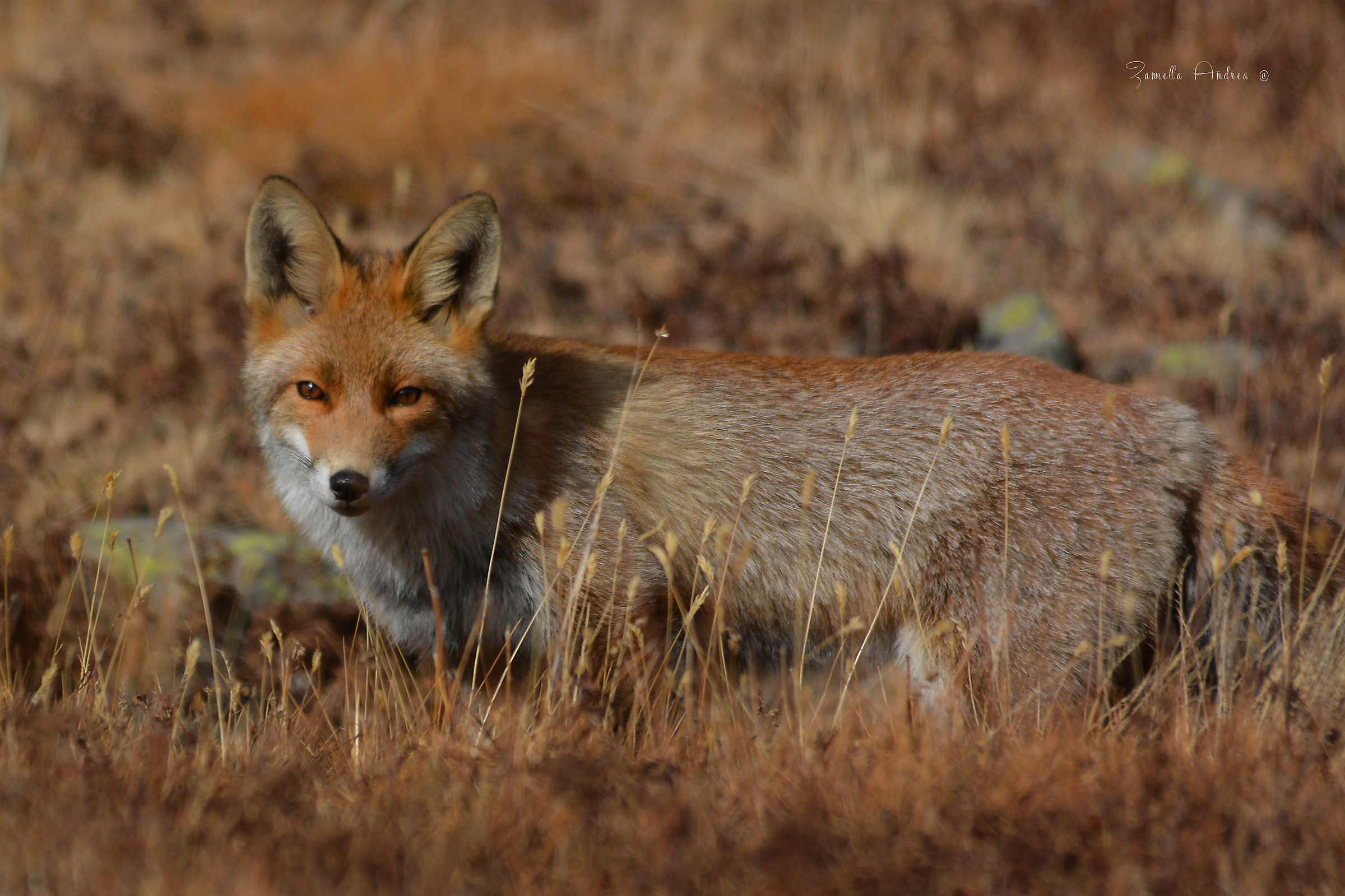 Tra l'erba d'autunno..