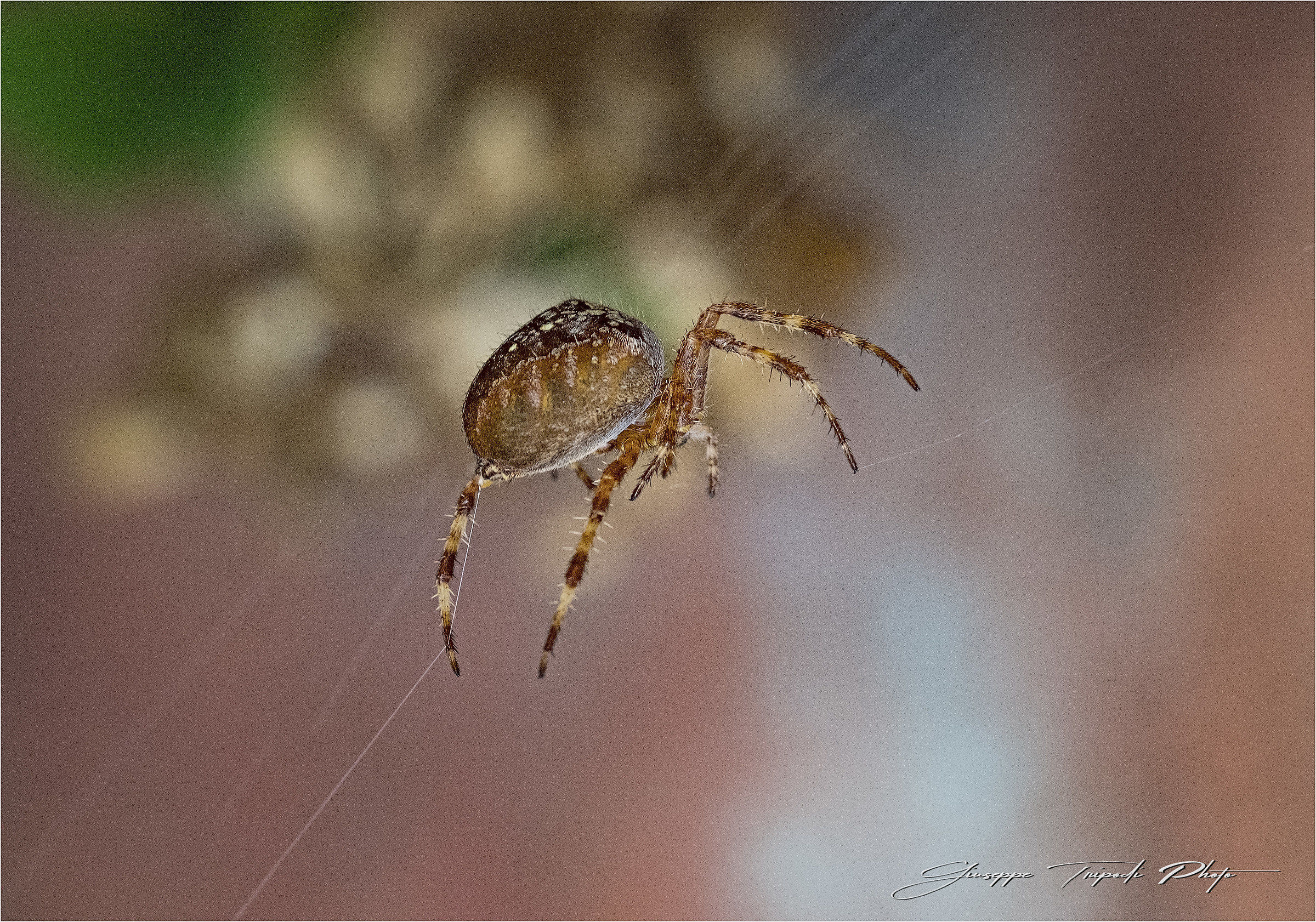 Manutenzione casa ...