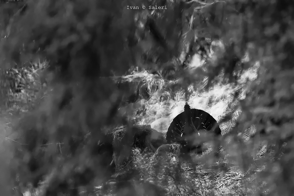 In the thick of the wood .....