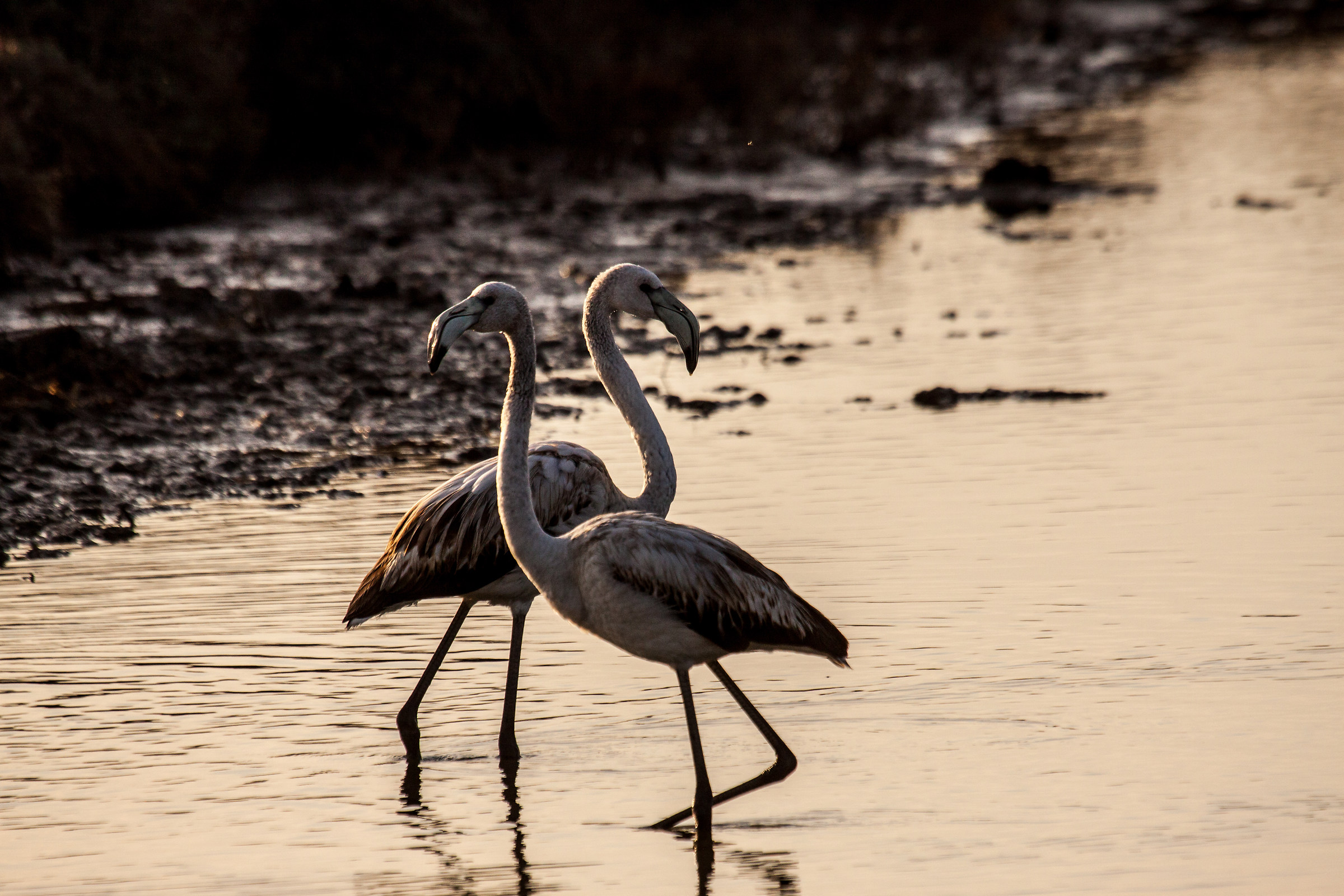 Young flamingo dancing