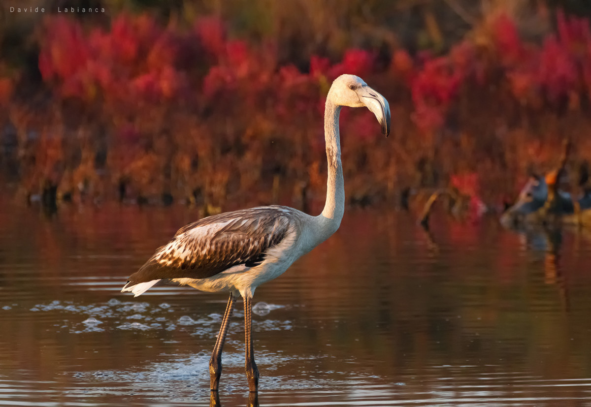 Flamingo in Autumn