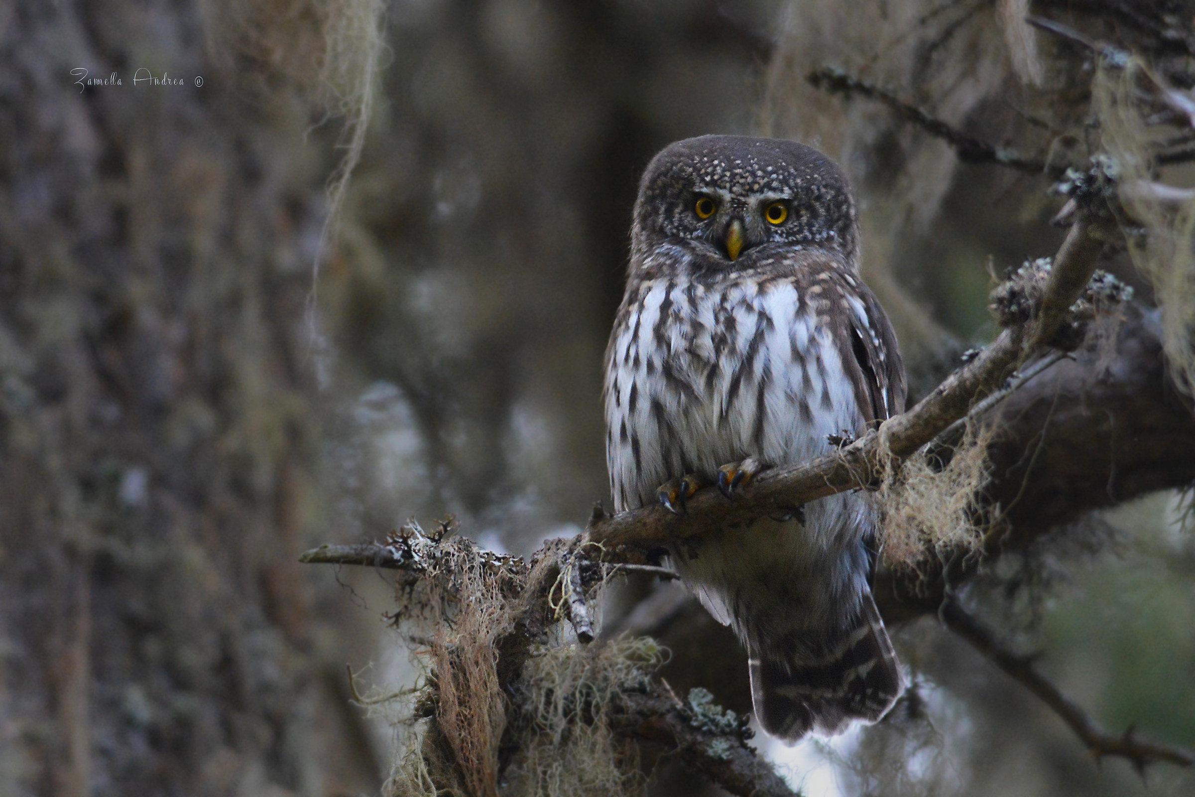 Tra muschi e licheni, il suo regno..