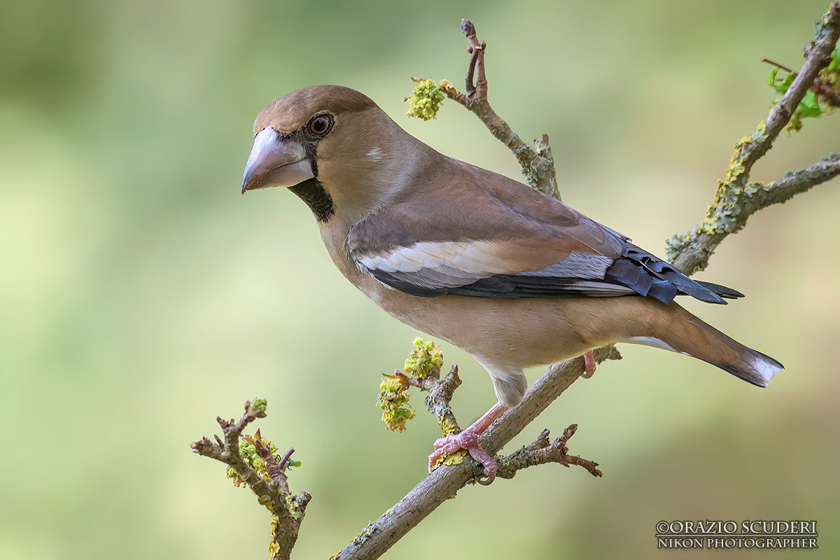 Coccothraustes coccothraustes