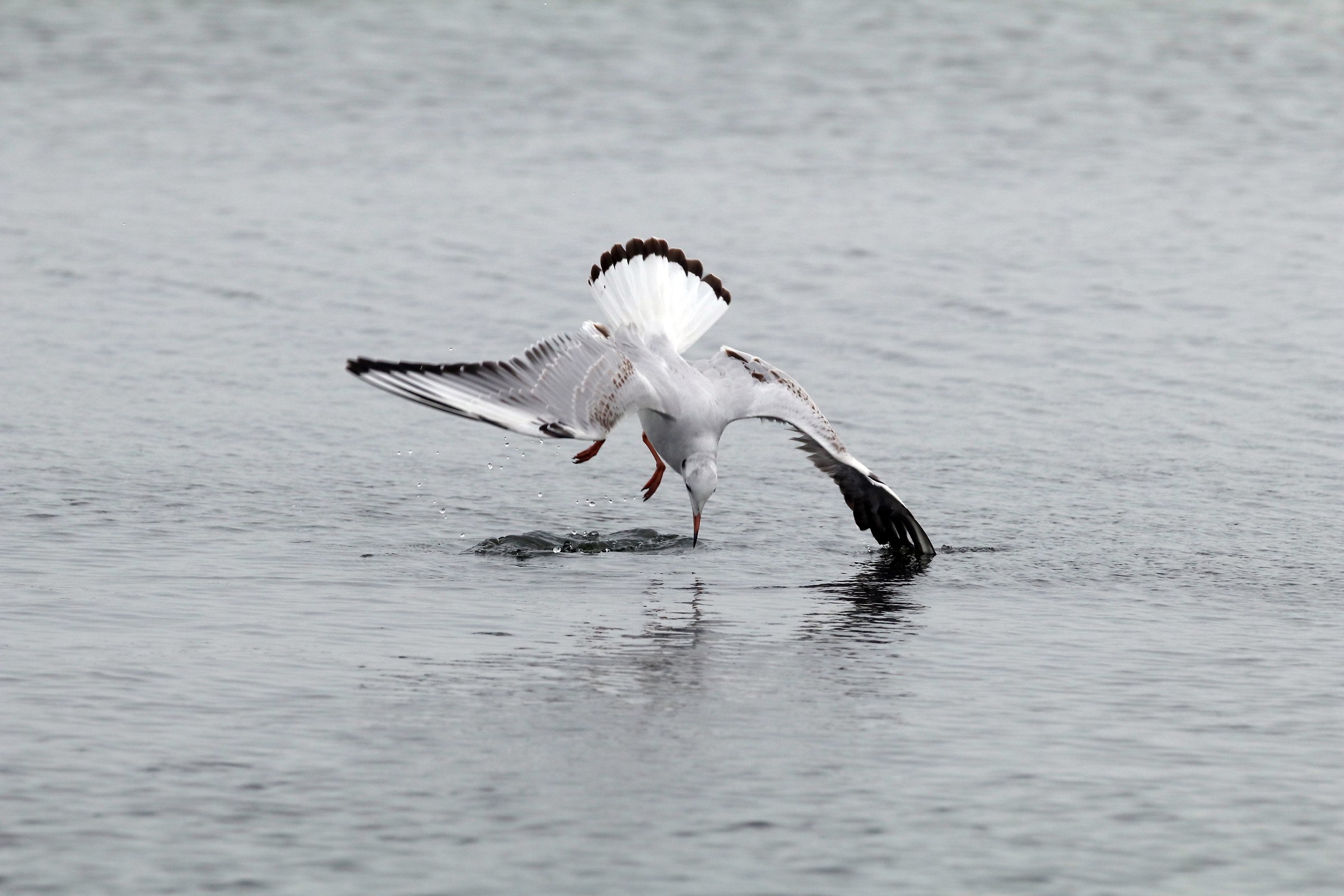 Black-headed Gull