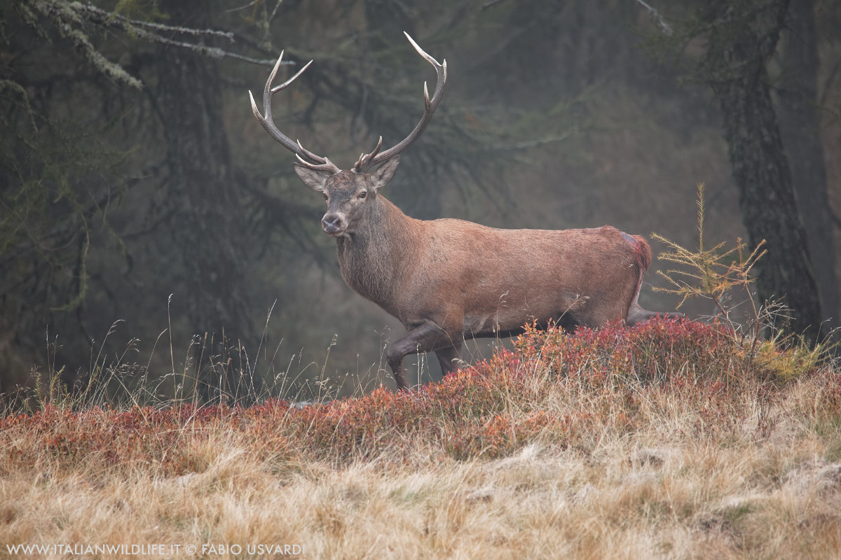 Cervus elaphus (Noble Cervus)