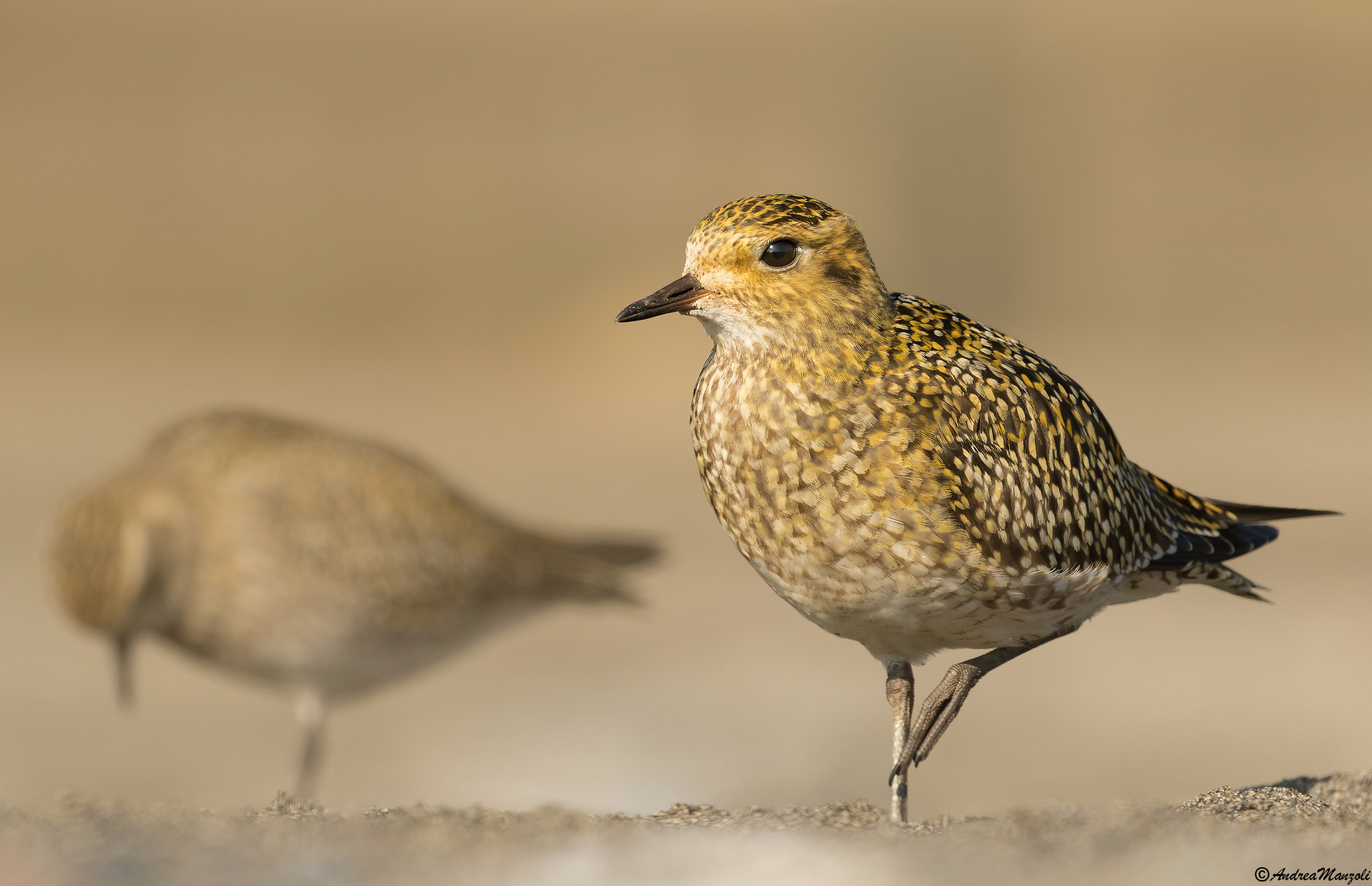 Un Piviere Dorato ... o quasi due !!
