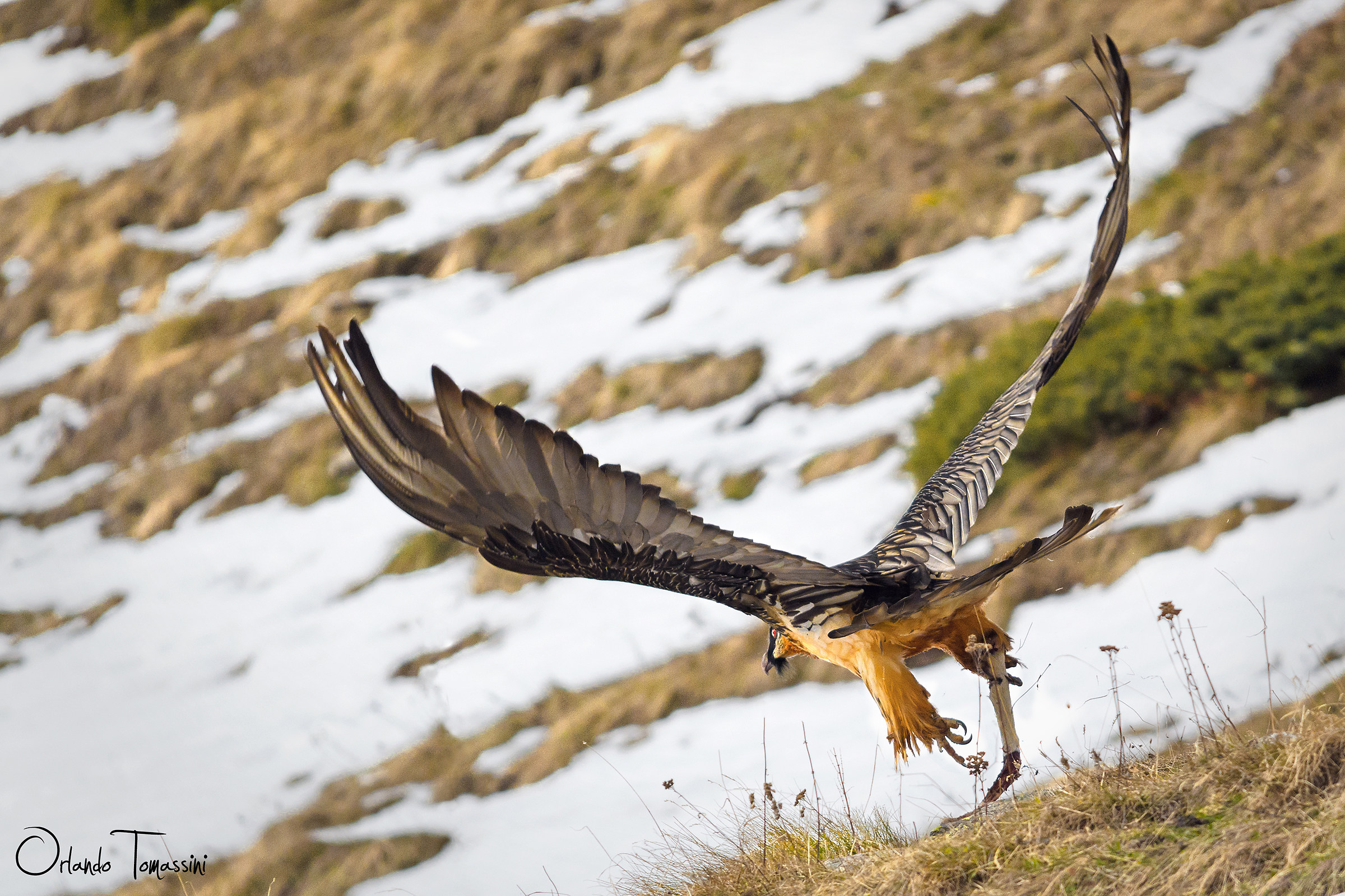 L'avvicinamento al gipeto, 2/3