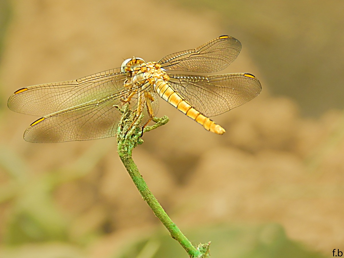 libellula
