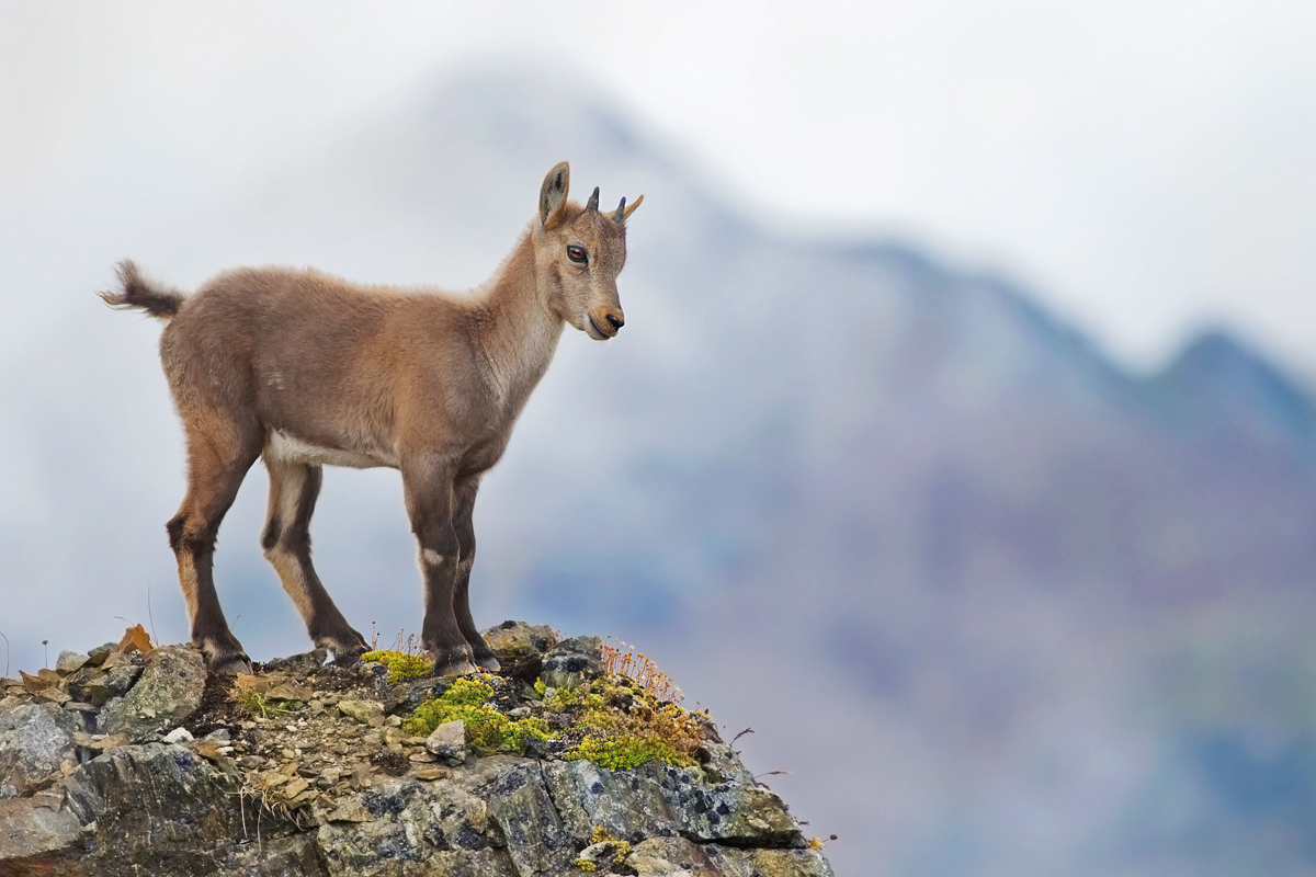 Da grande farò lo stambecco