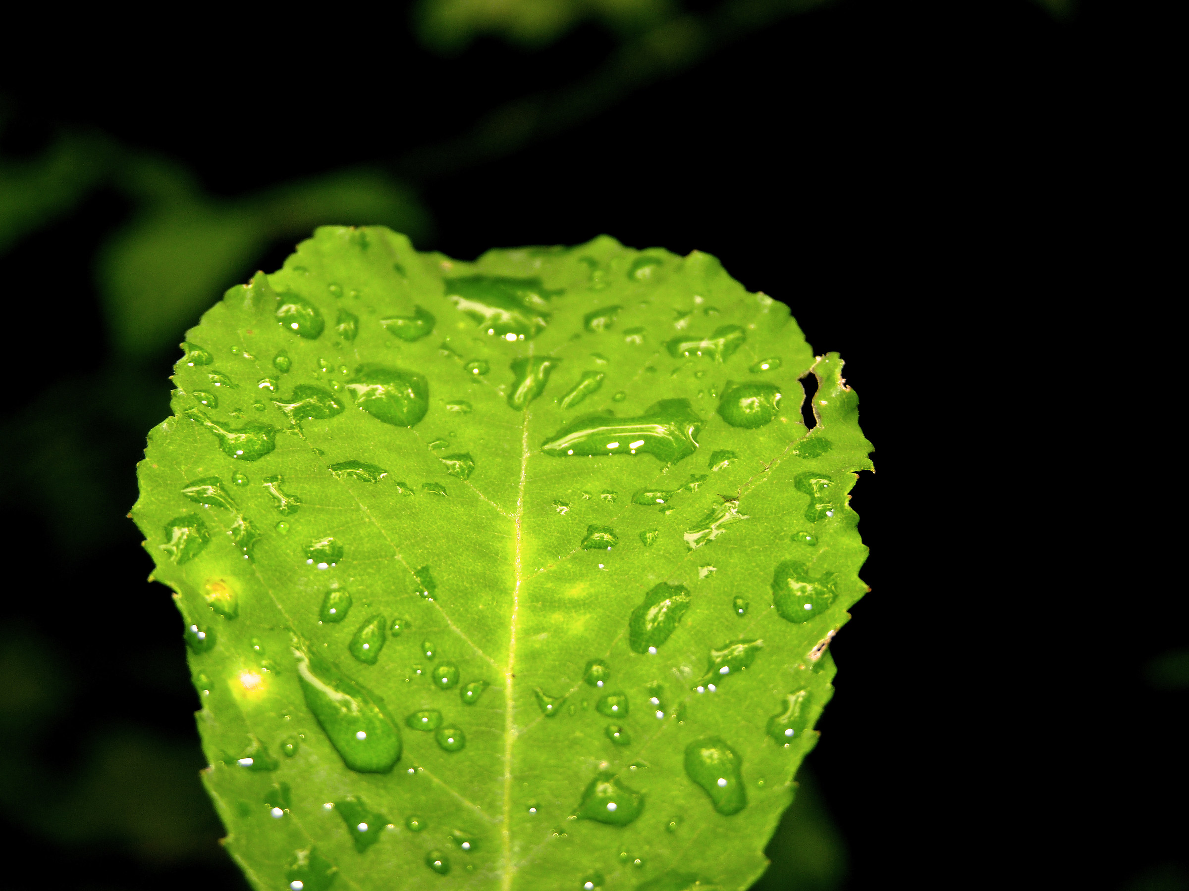 Wet Leaf