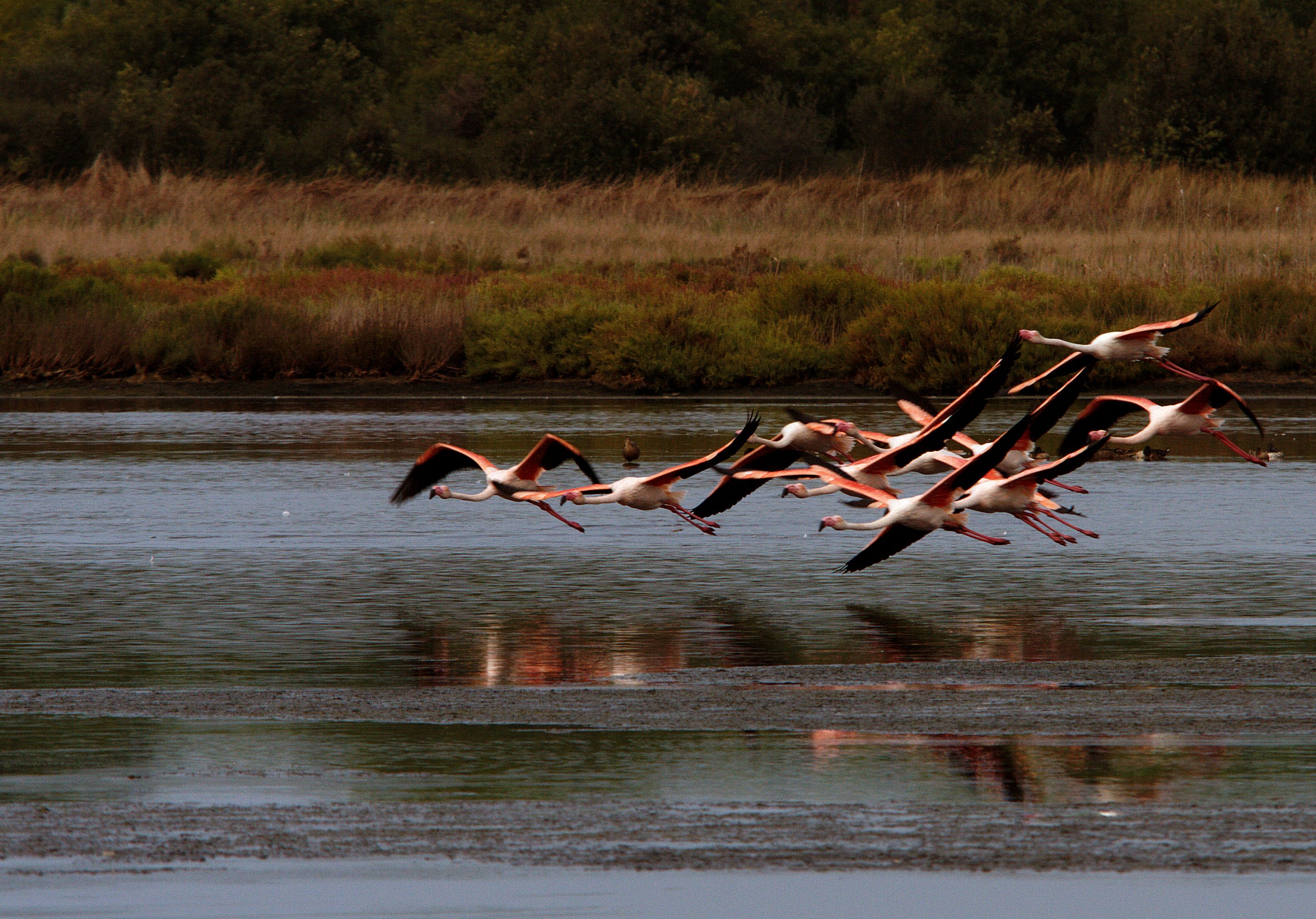 Fenicotteri - Orbetello
