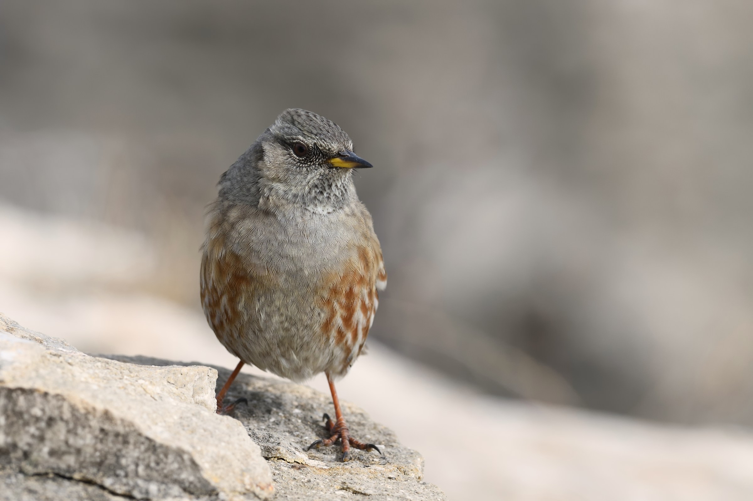 Scompigliato dal vento,Sordone.