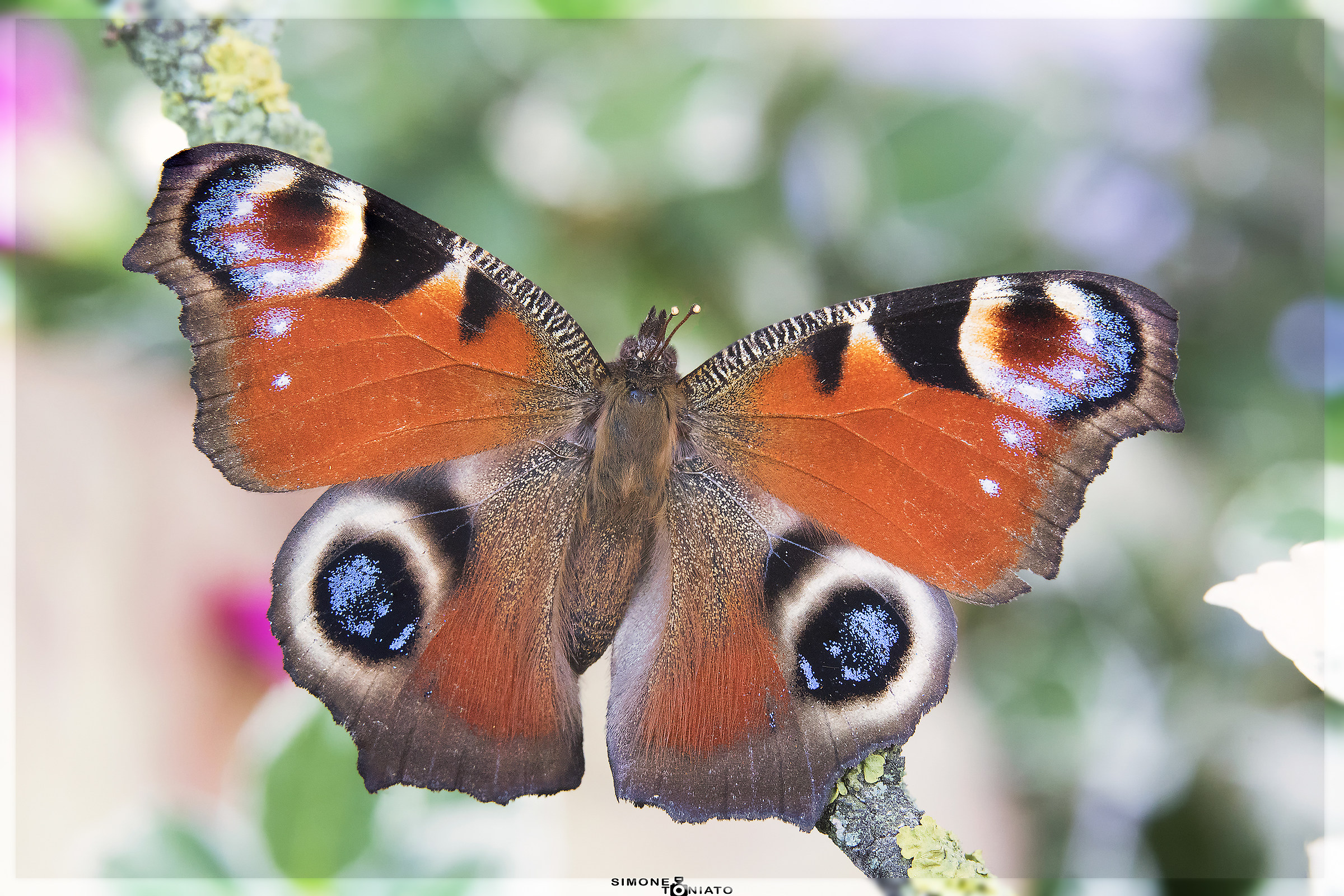 Vanessa io - Occhio di pavone