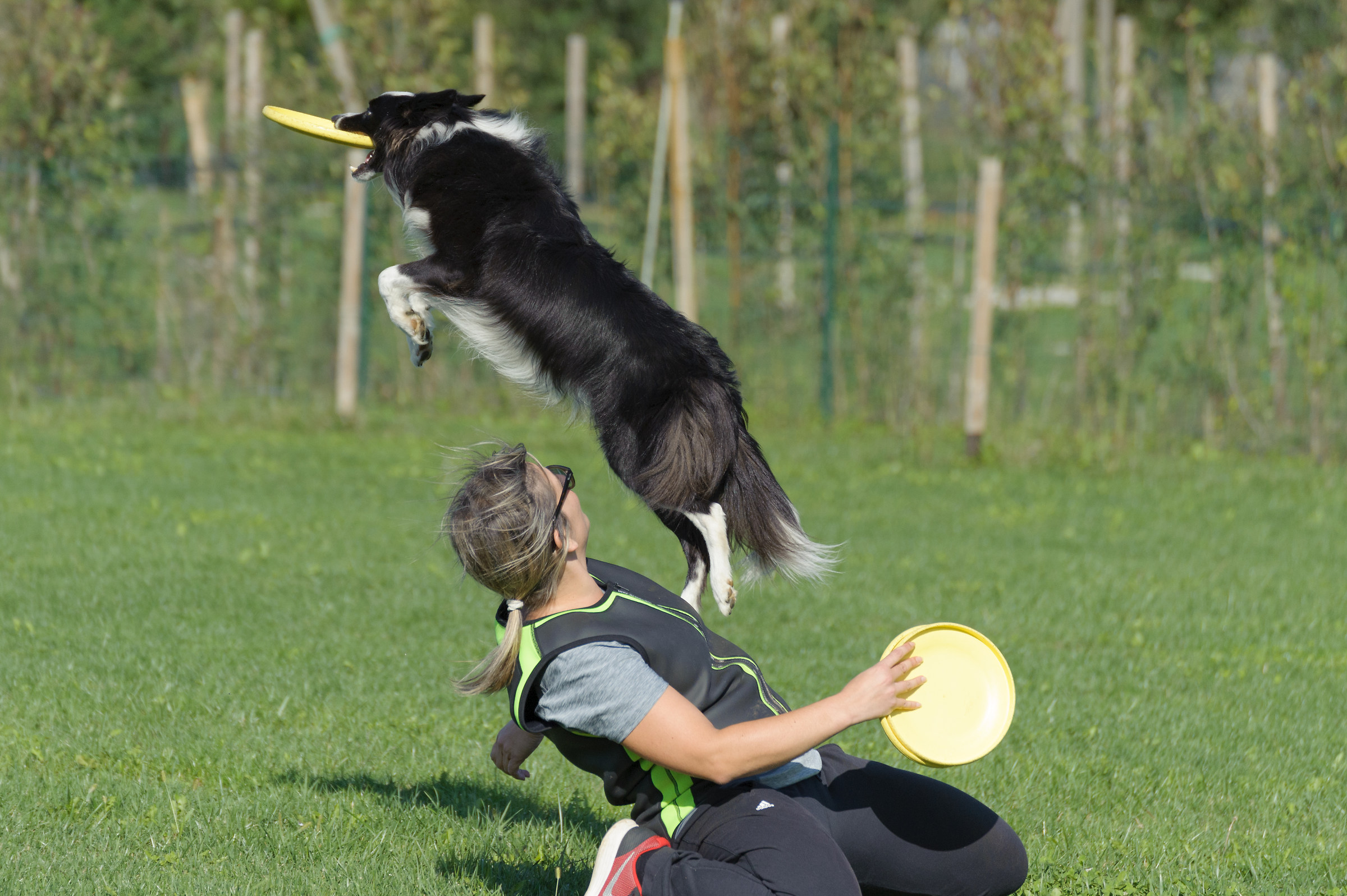 Disc dog