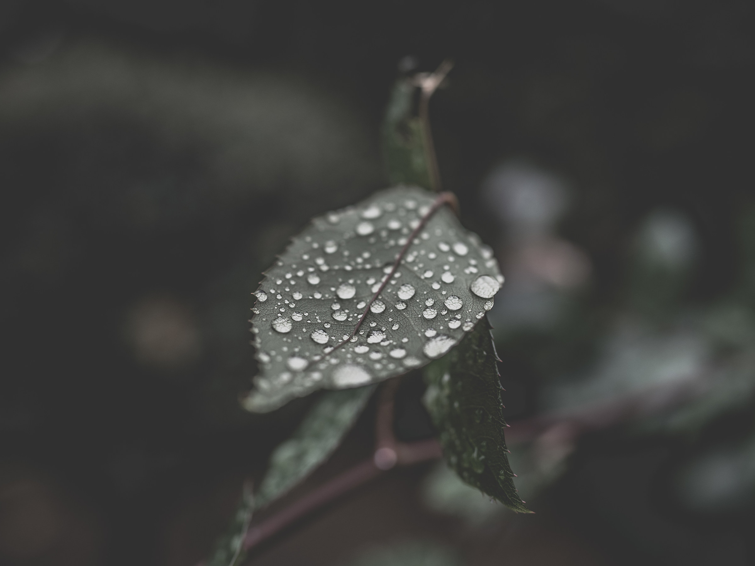 Leaf under the rain