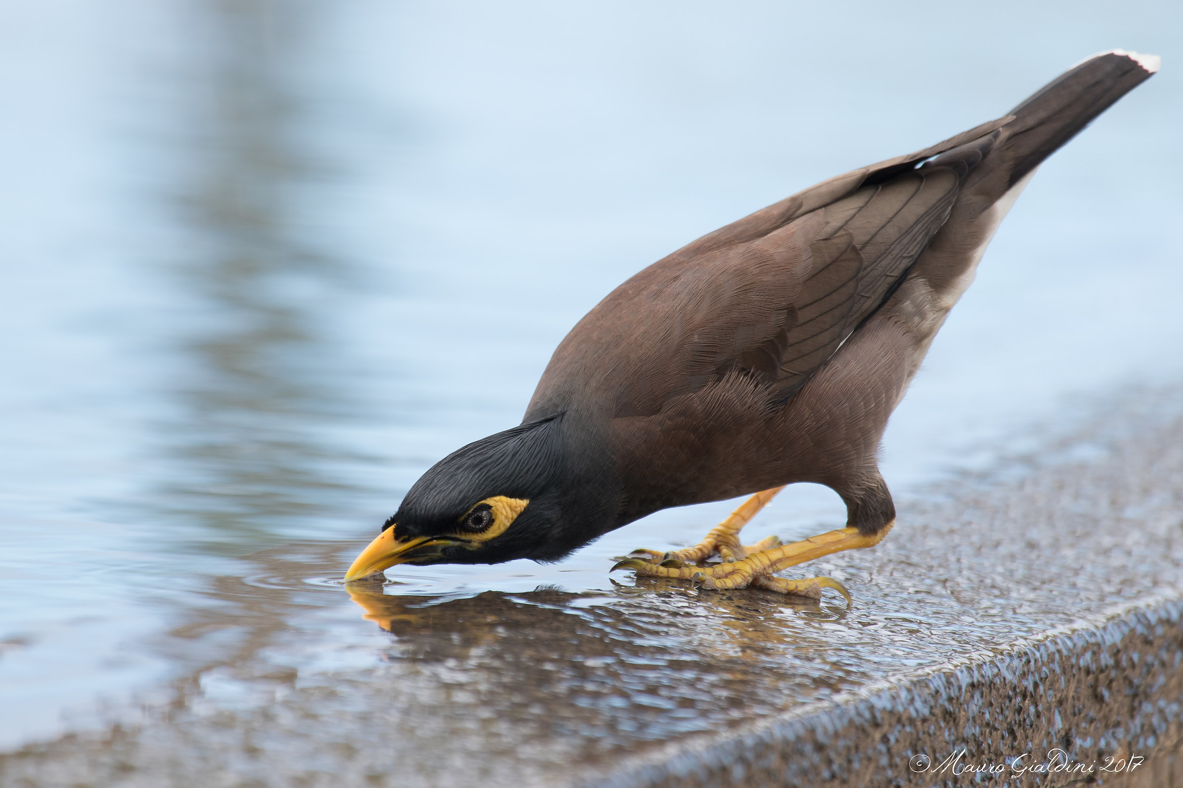 Maina comune (Acridotheres tristis)
