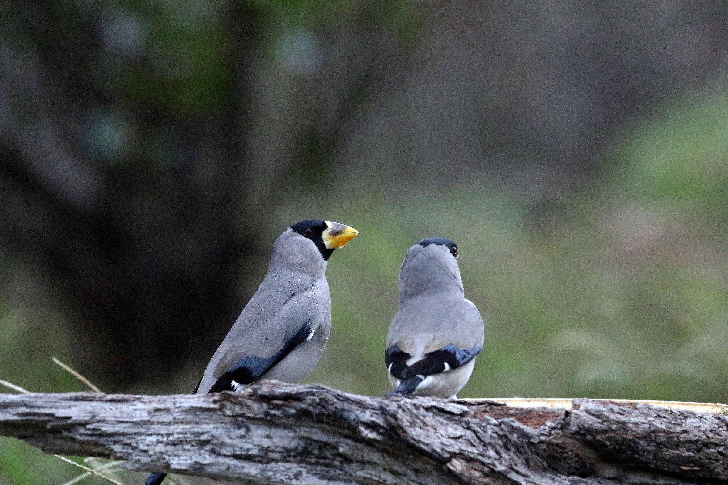 Japanese Grosbeak