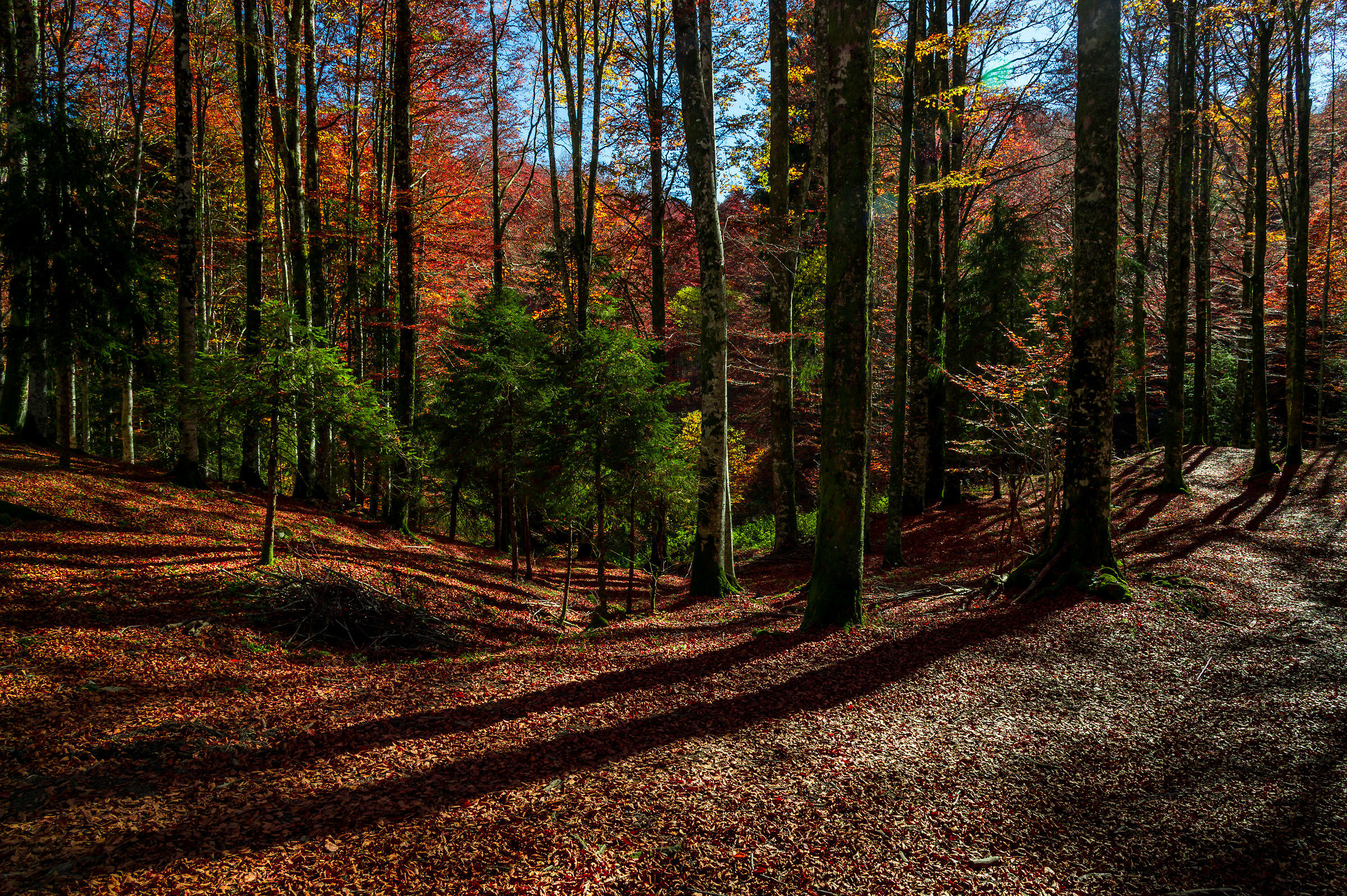 Una finestra sul bosco