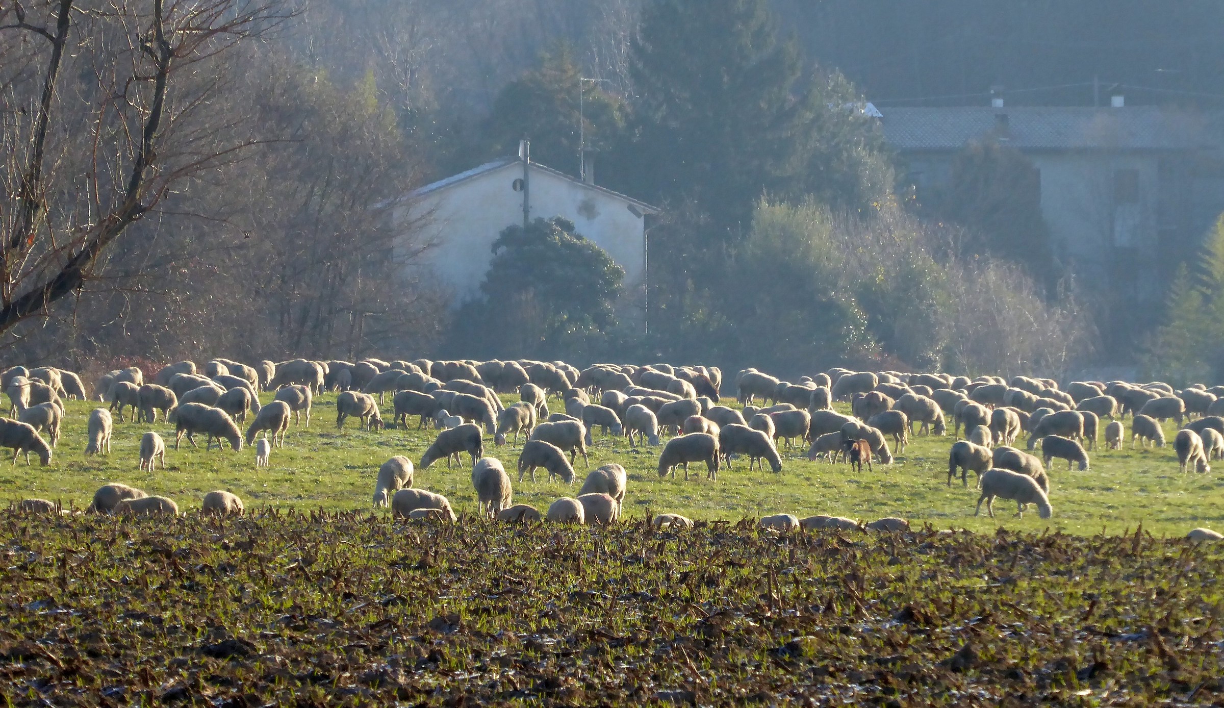 raduno mattutino invernale