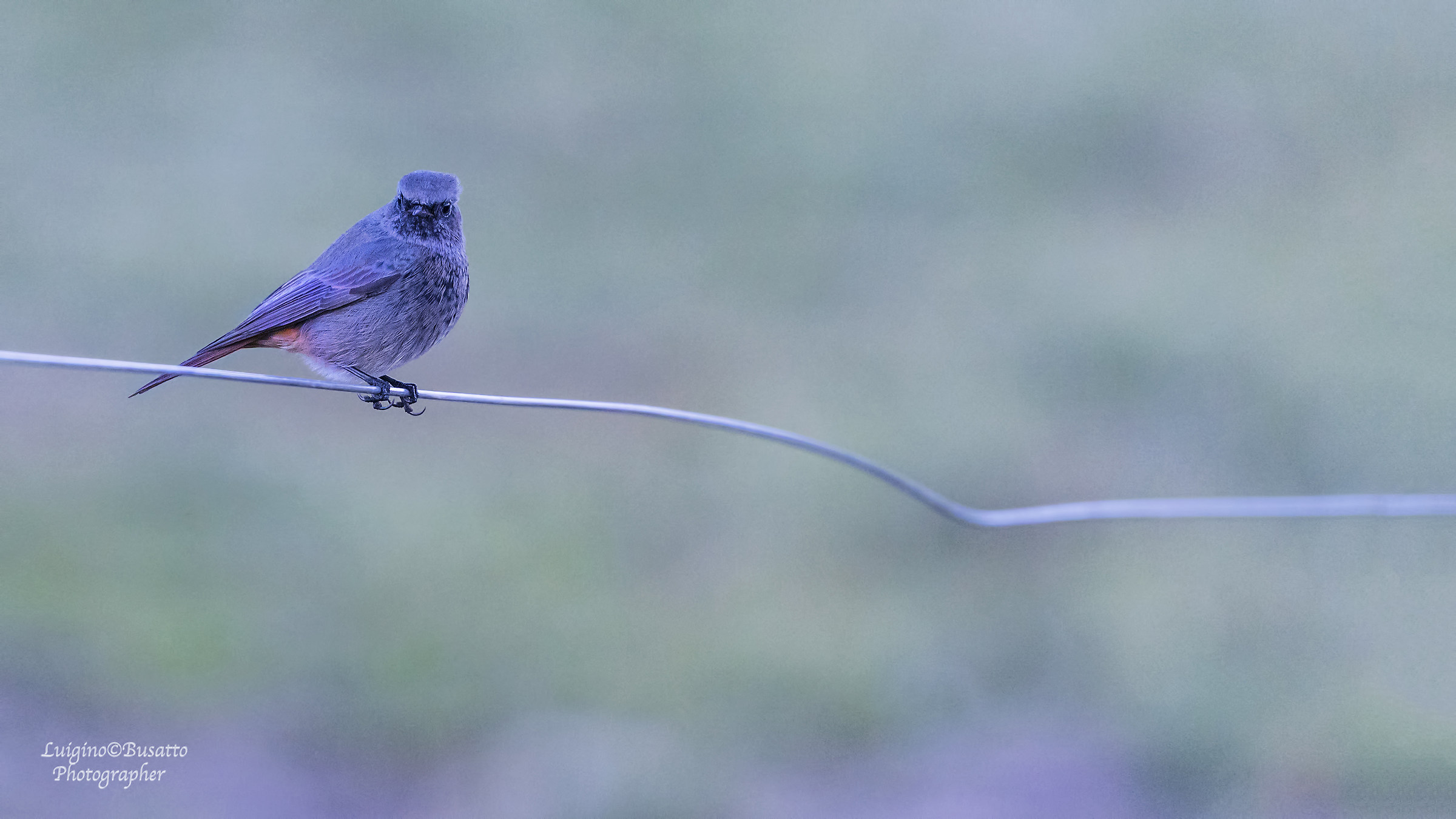 Codirosso Spazzacamino Cansiglio
