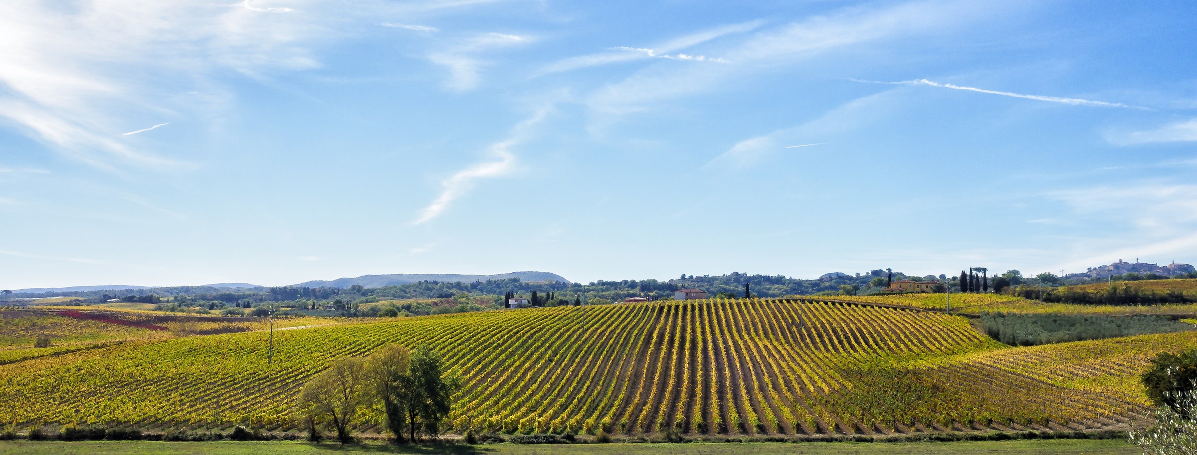 vineyards, Montepulciano, Siena