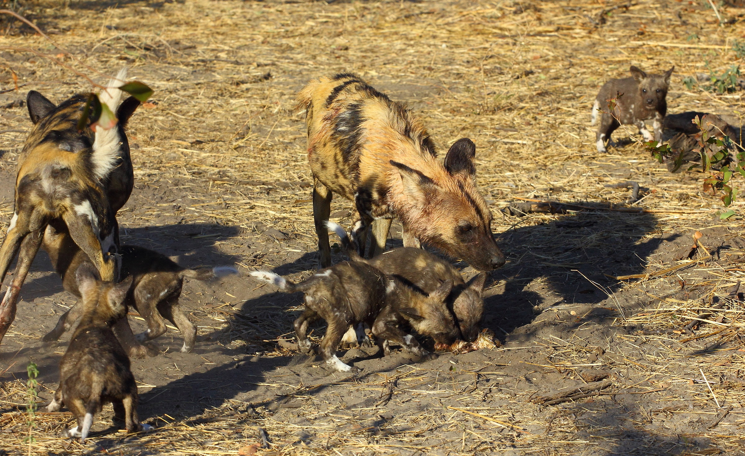 Licaoni e gli affamati cuccioli.Moremi N.p