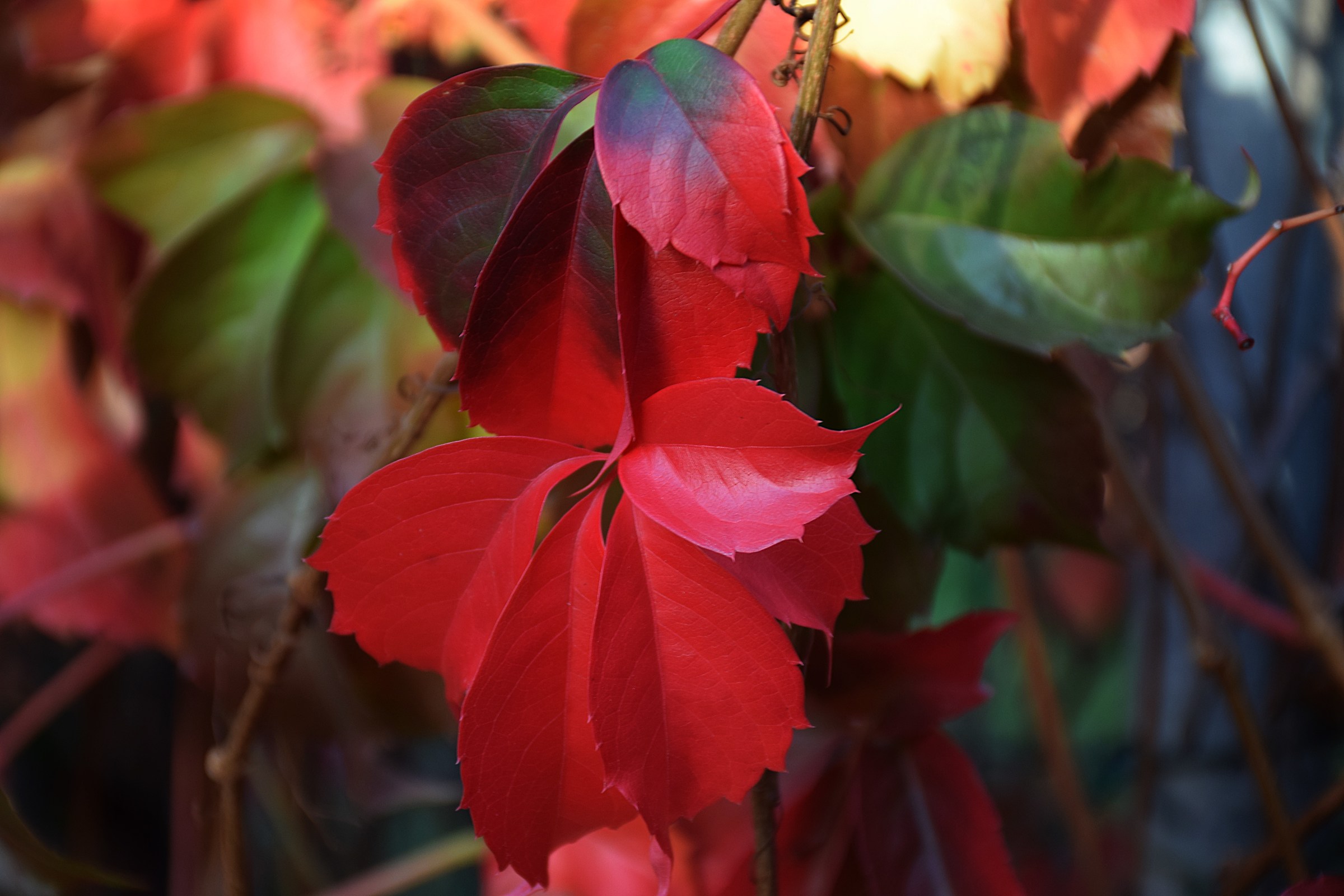 Early autumn reddish