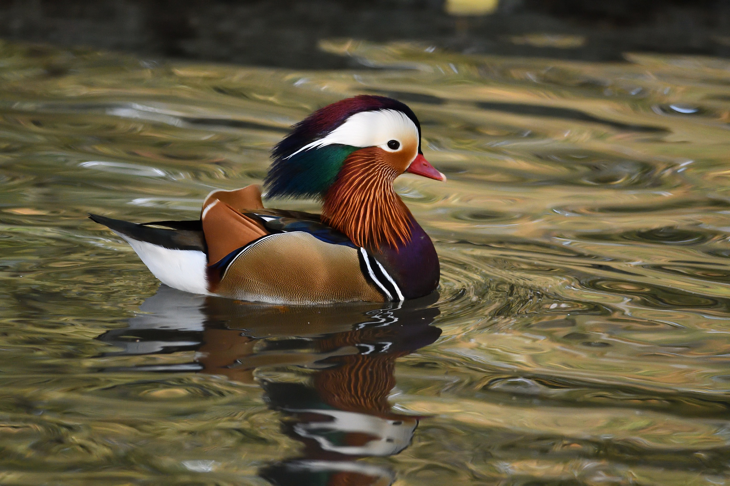 Anatra mandarina maschio
