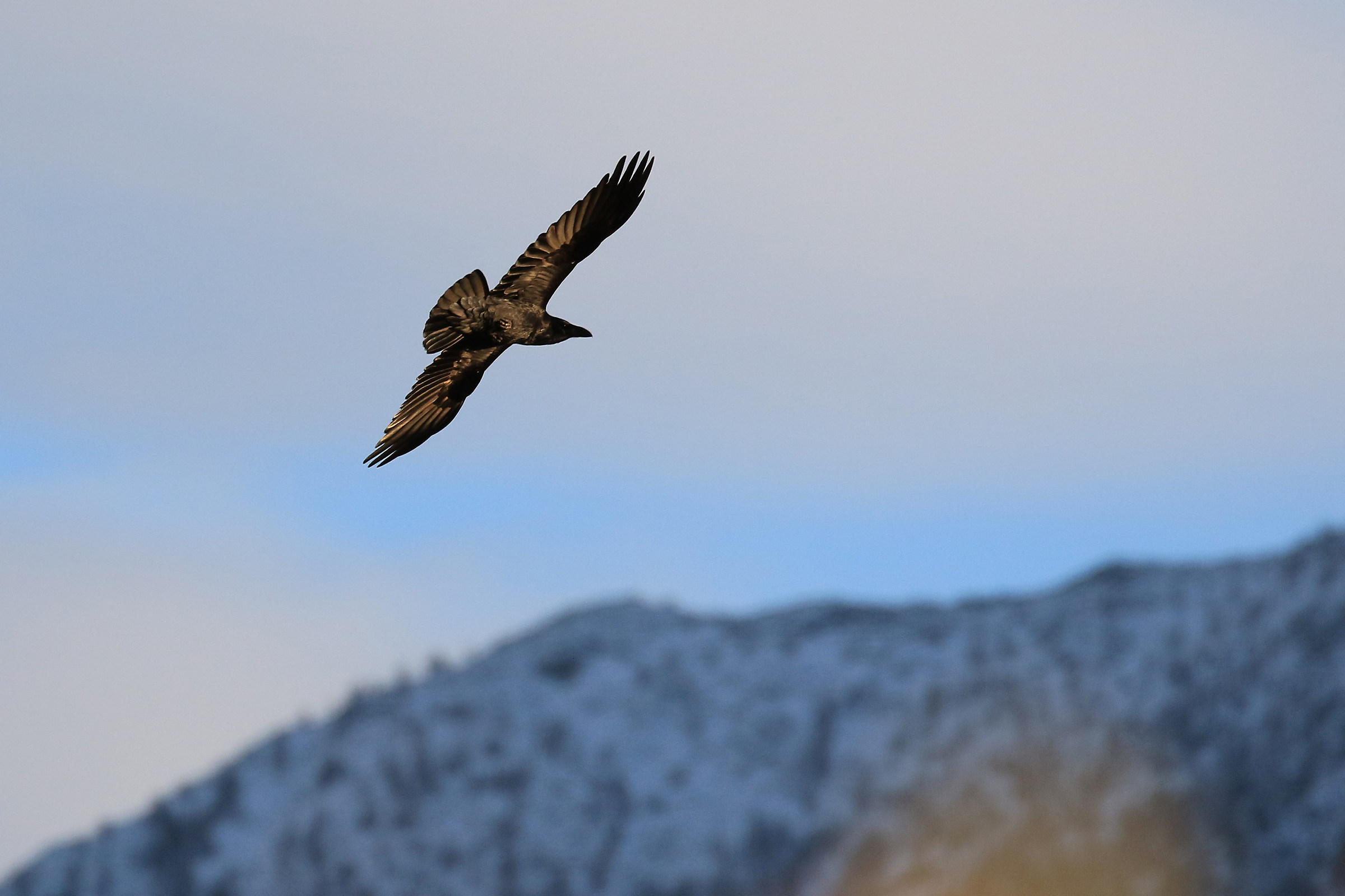 Le ali della libertà!