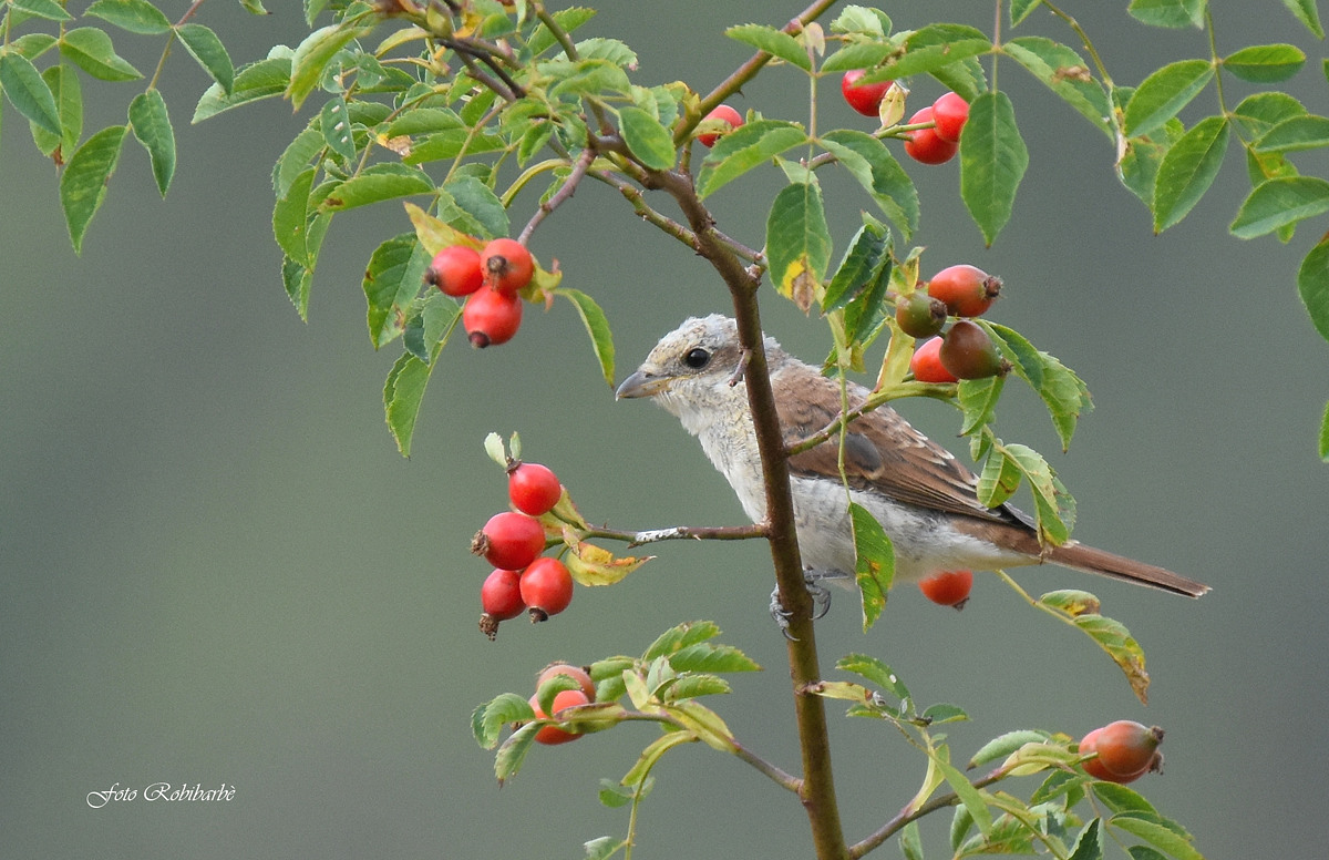 The Averla and the "gratacul" ...