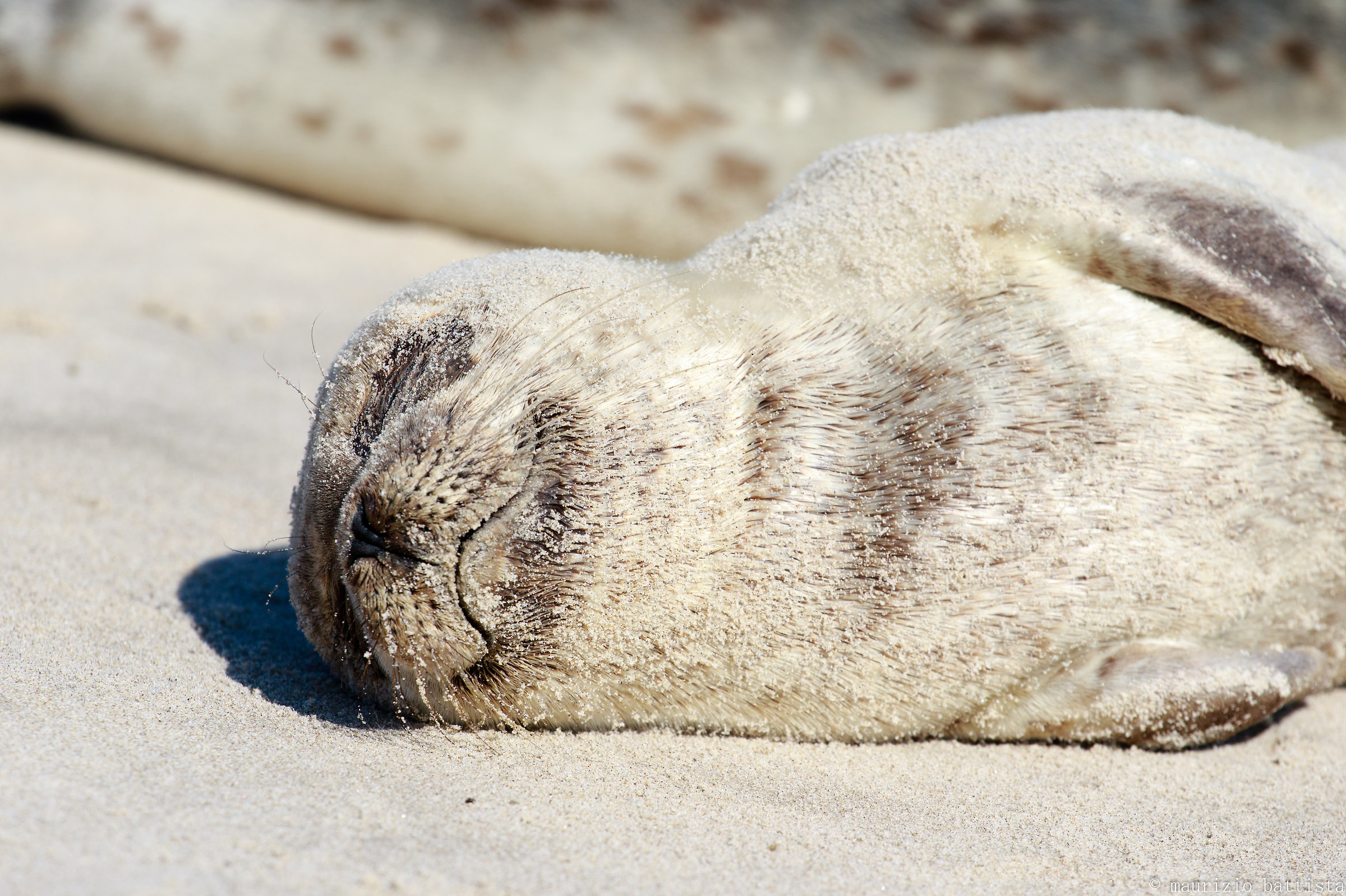 Foche in spiaggia a Skagen