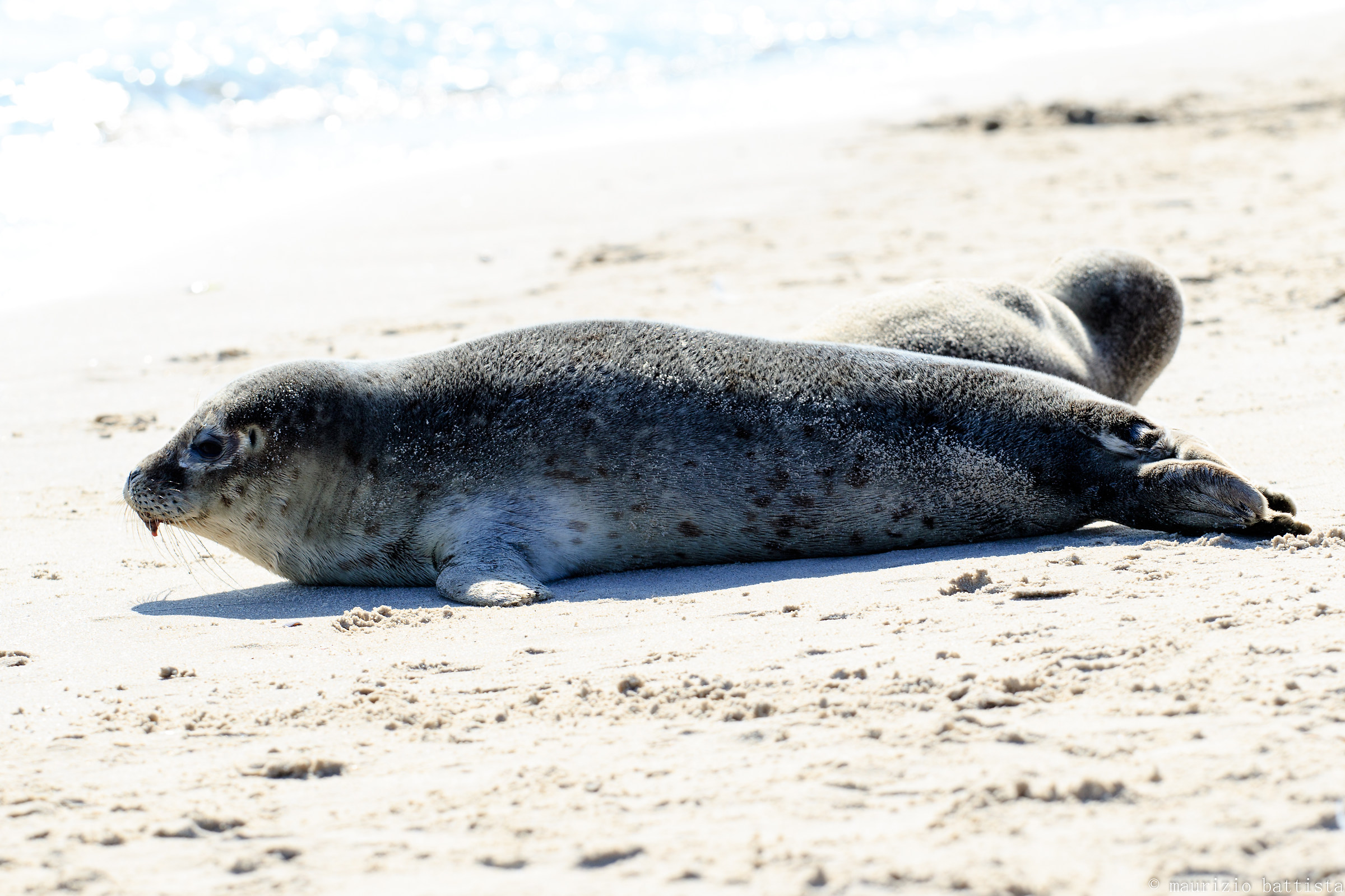 Foche in spiaggia a Skagen