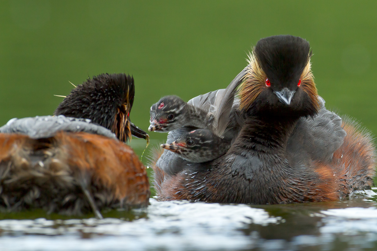 Podiceps nigricollis