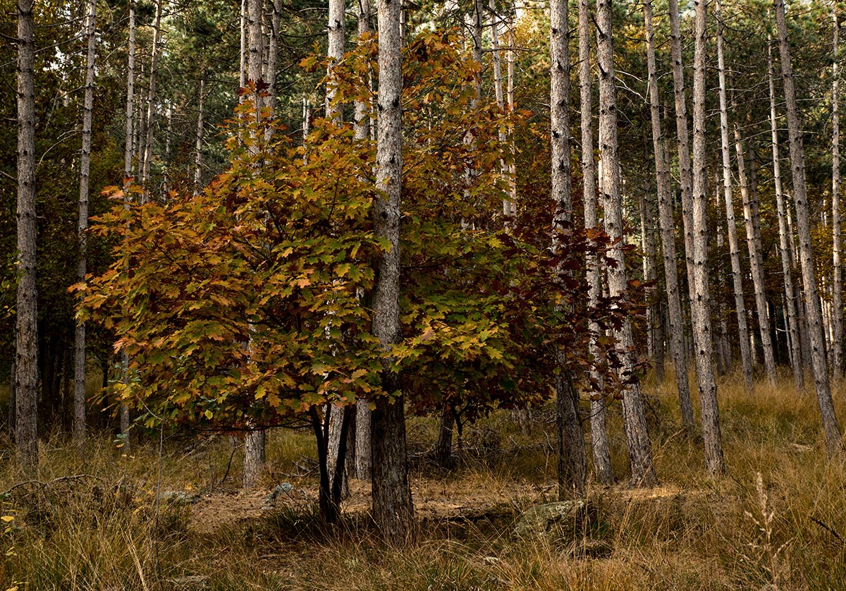 Abbracciata ai grandi