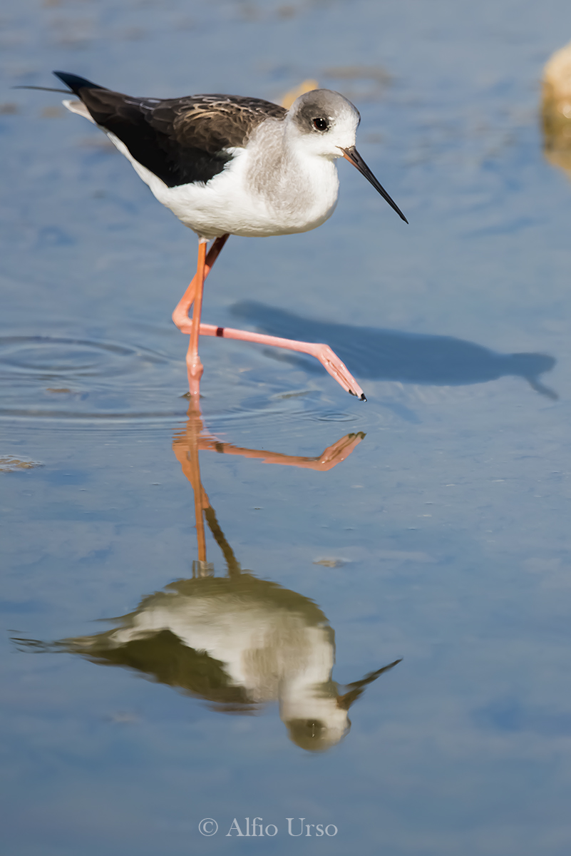 Cavaliere ed i suoi riflessi