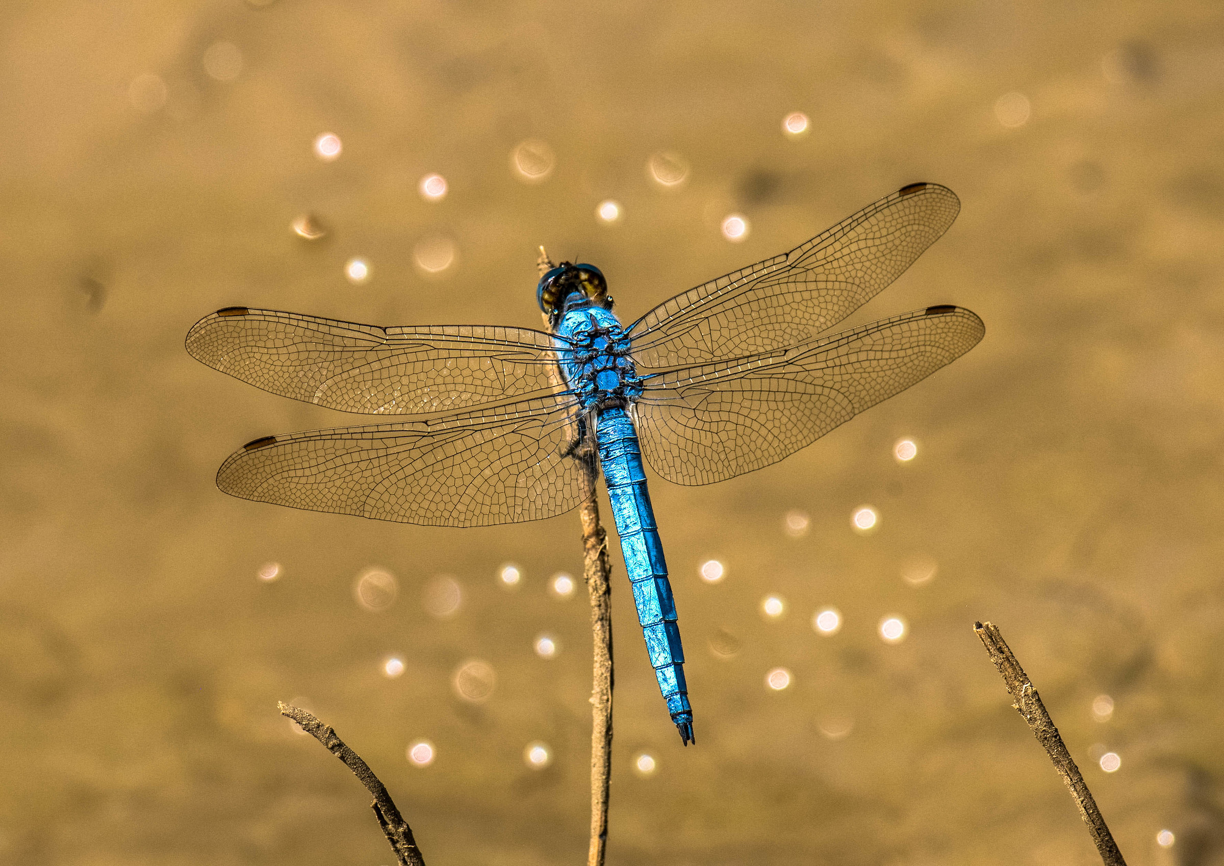 A remembrance of a distant summer