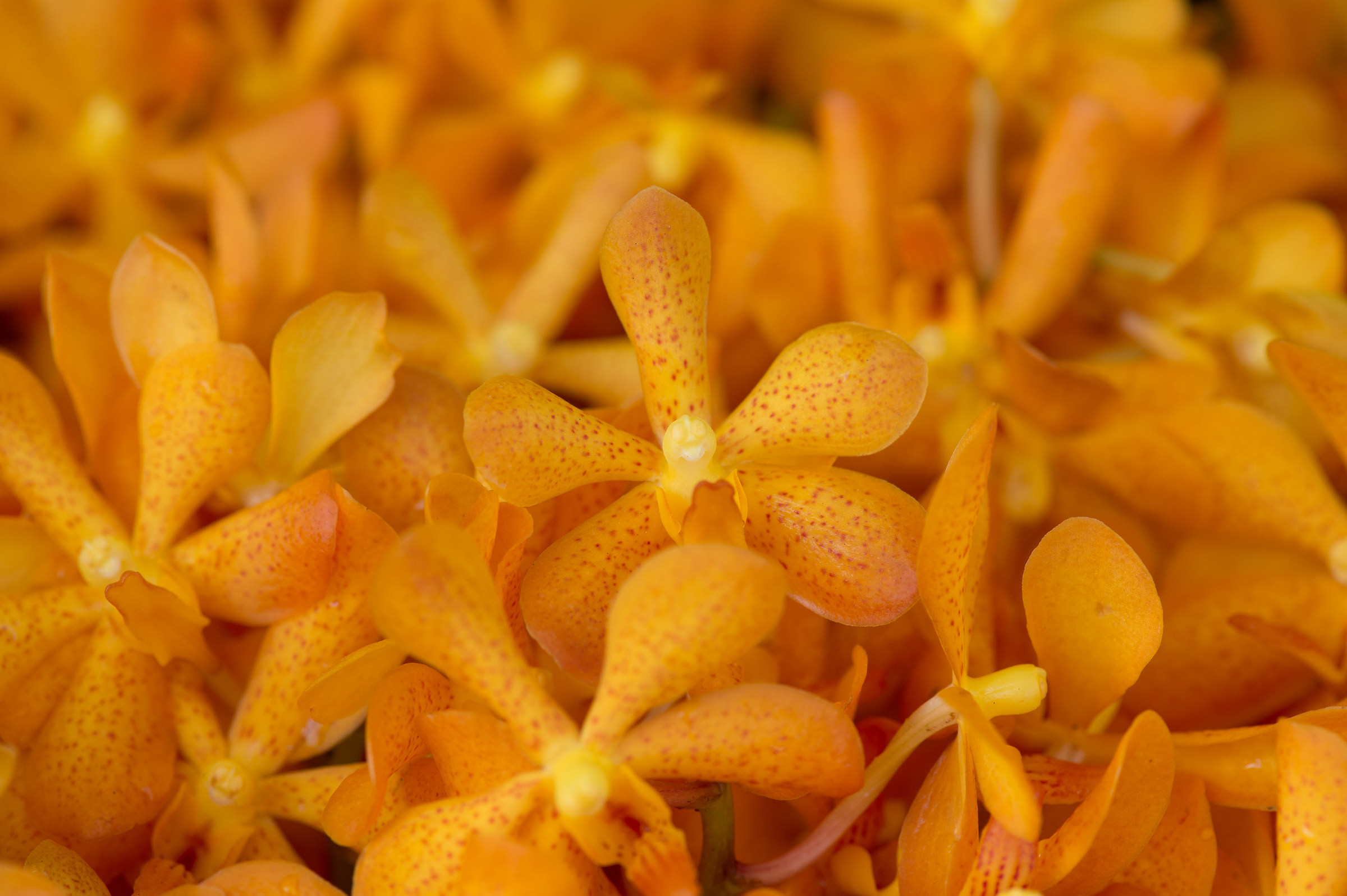 Letto di fiori gialli