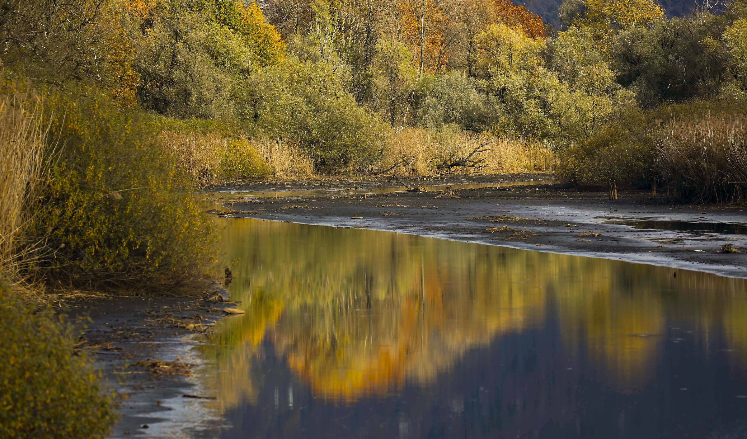 Reflection on the swamp