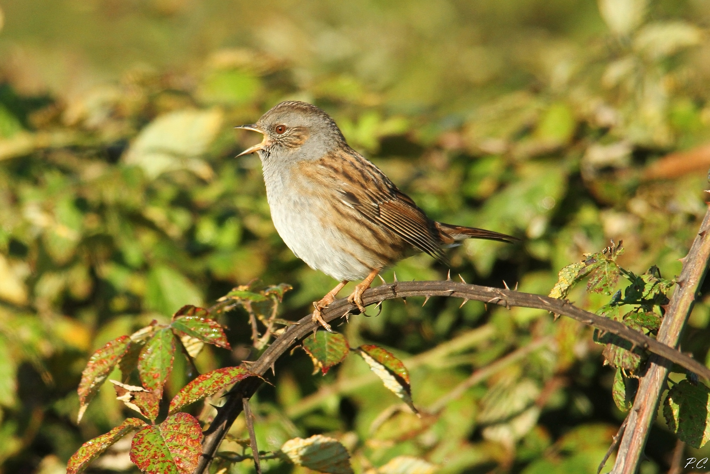 he spat it in singing