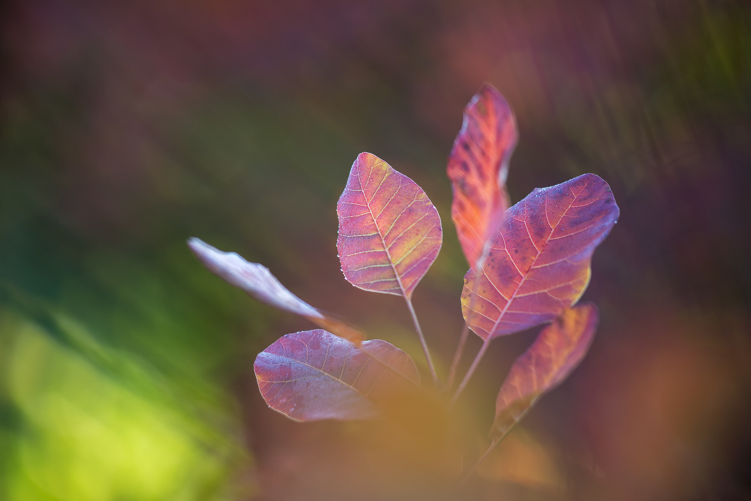 Arcobaleno autunnale