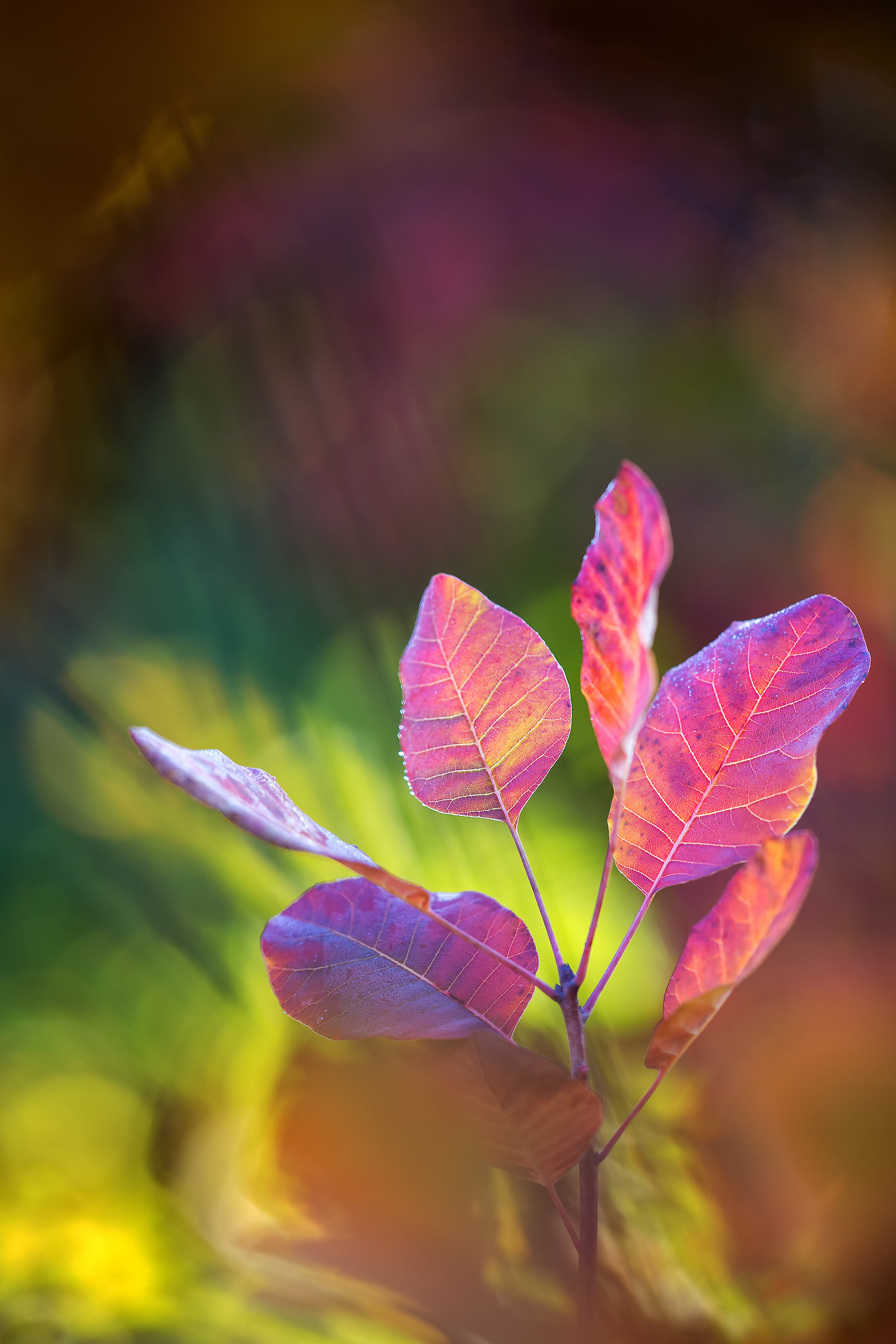 Arcobaleno autunnale