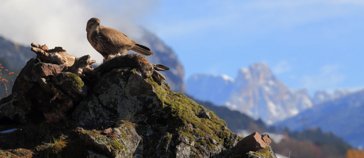 La valle della poiana...