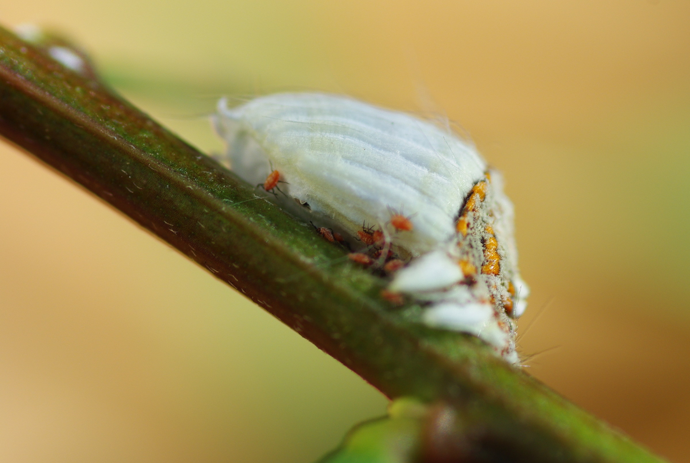 parasite on Australian mimosa