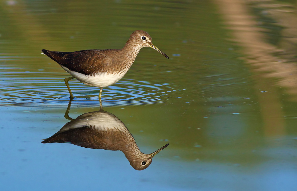 Sandpiper wheatear