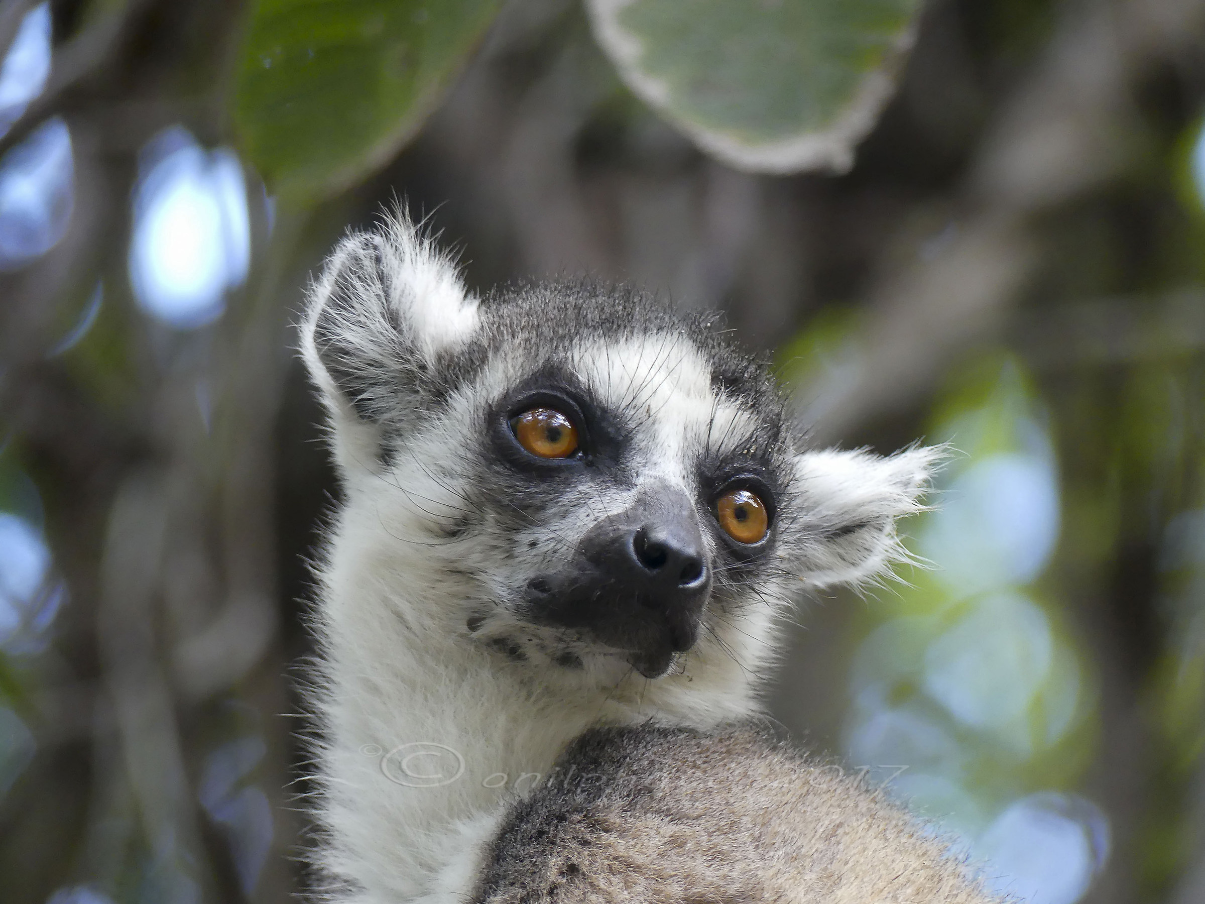 Lemure catta - Parco Isalo Madagascar