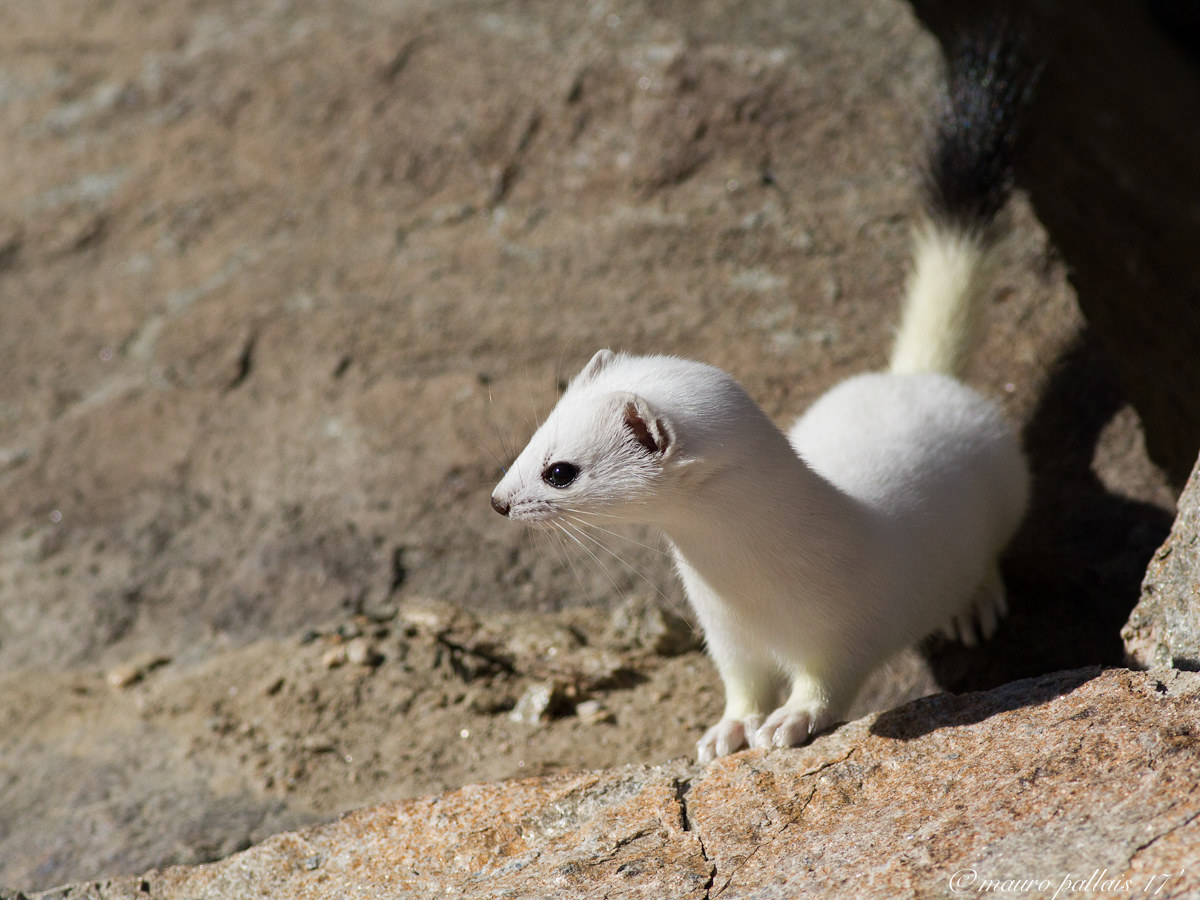 ermin in winter dress ...