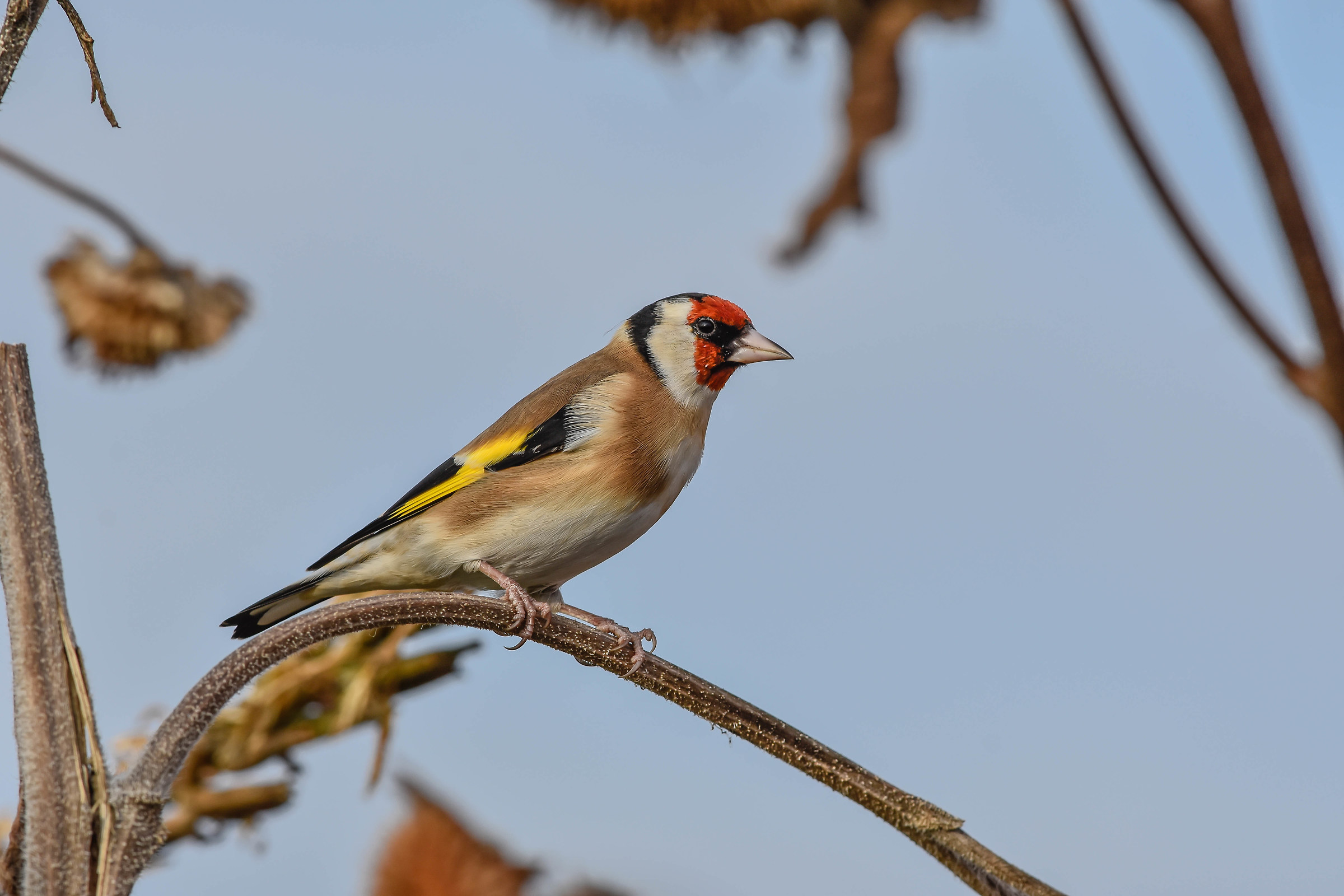 Goldfinch