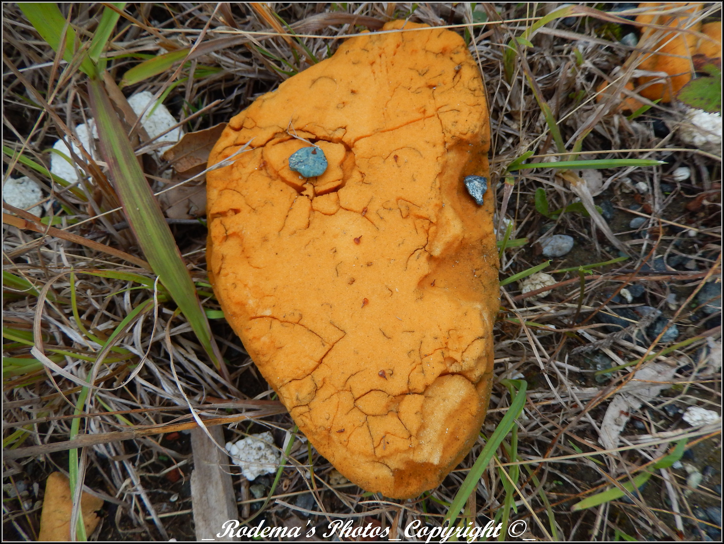 vi presento Tano ...